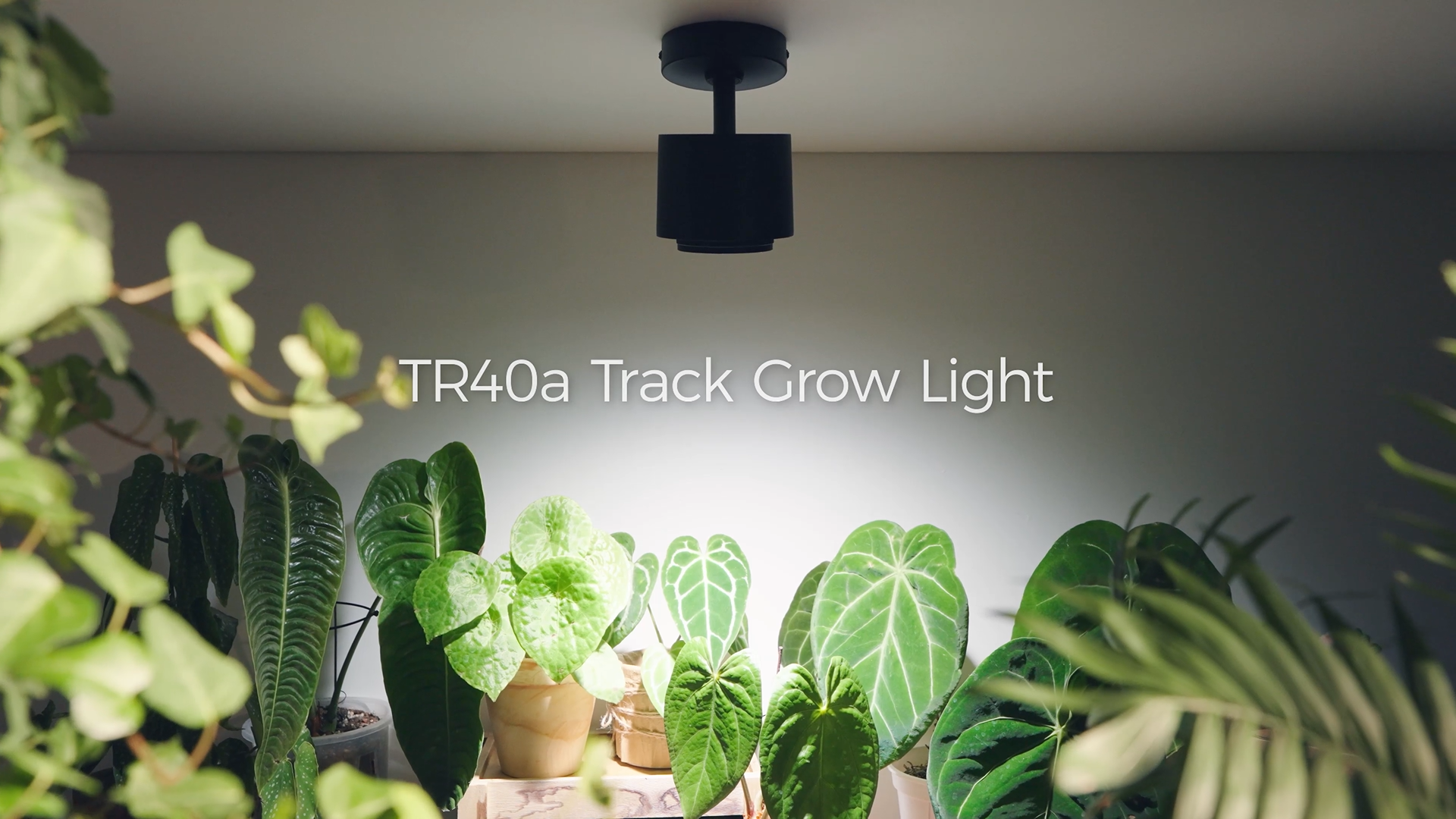 Amazon.com : Barrina TR40A Track Plant Lights, 40W Ceiling Grow