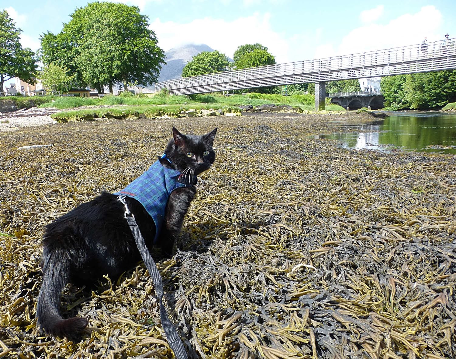 Mynwood Cat Jacket/Harness Black Watch Tartan Adult Cat