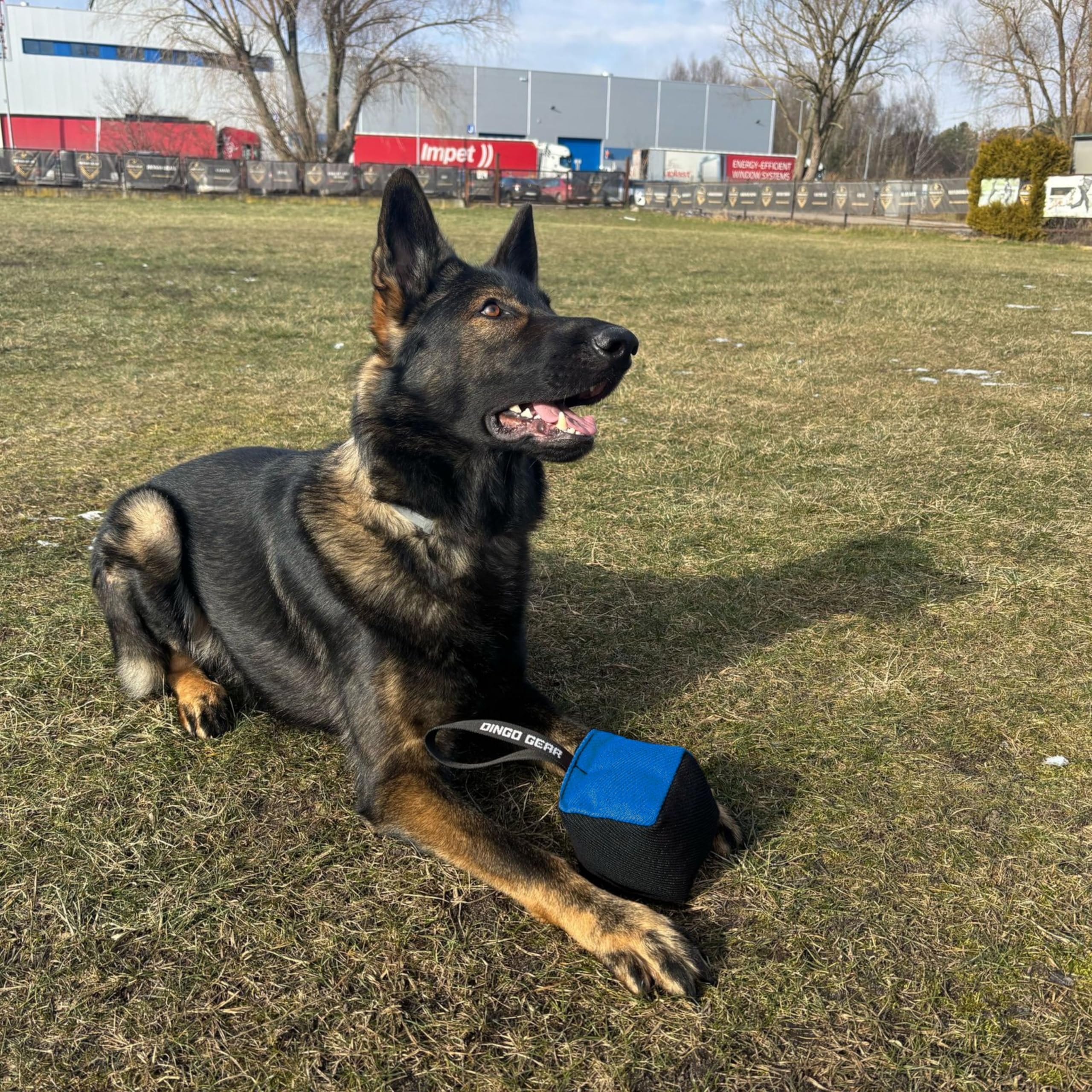 Dingo Gear Beißwurst Hundespielzeug Nylcot 10x10 cm Schwarz/Blau | Mit Griff, Würfelform, Ideal für Training und Spiel, S02776