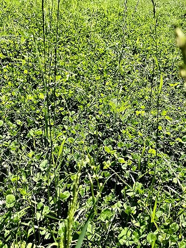 Miniatura 5 de Boonetown Seed Easy Sow Easy Grow No Arado Parcela de alimentos perennes y semillas de césped, mezcla perfecta de trébol blanco holandés, trébol