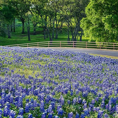 Miniatura 4 de Outsidepride Flores silvestres de Bluebonnet Perennial Texas - 1 libra