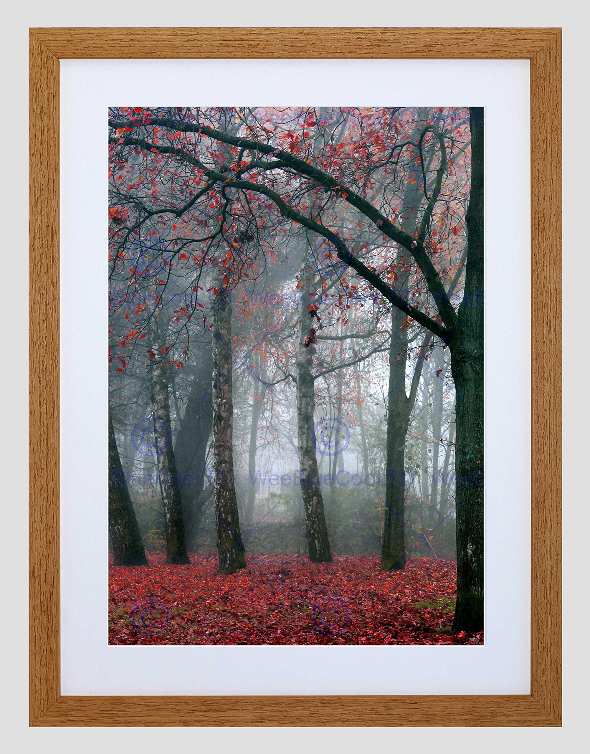 Wee Blue Coo NATURE FOREST TREE AUTUMN FALL BEAUTIFUL RED BLACK FRAMED ART PRINT B12X4042