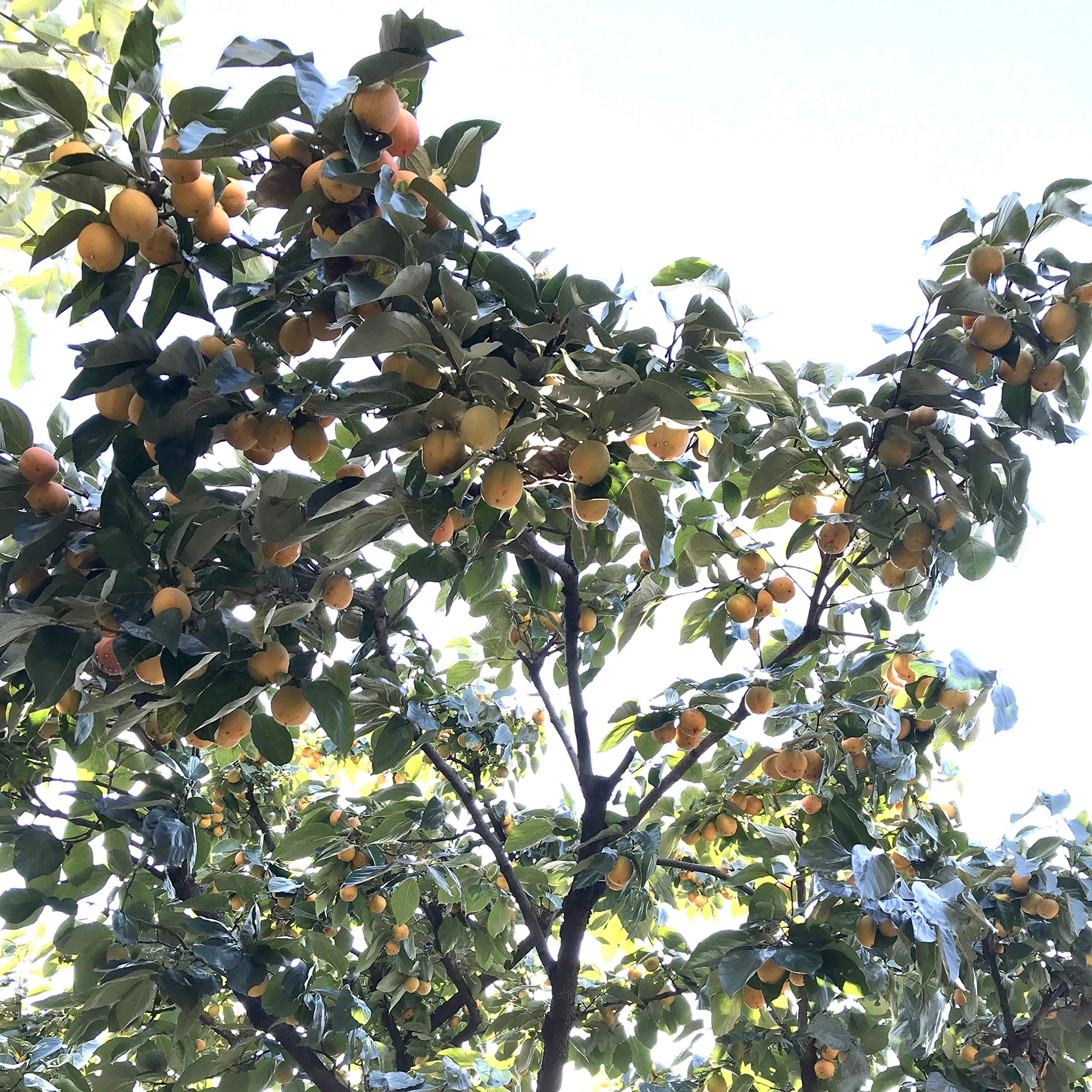 Dvorak Symphony No.9