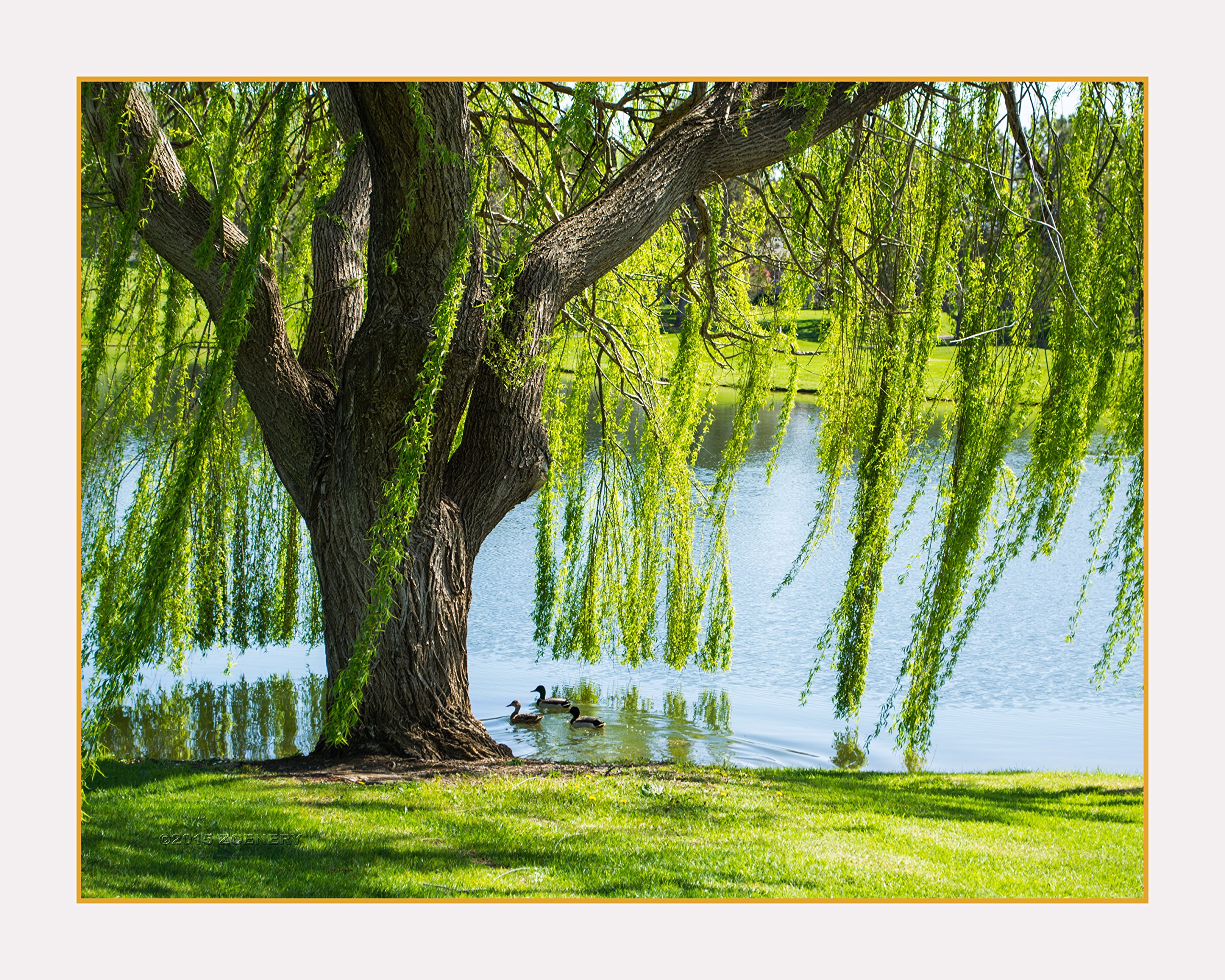 Amazon.com: Zcenery Willow Tree In Spring Breeze - Photographic