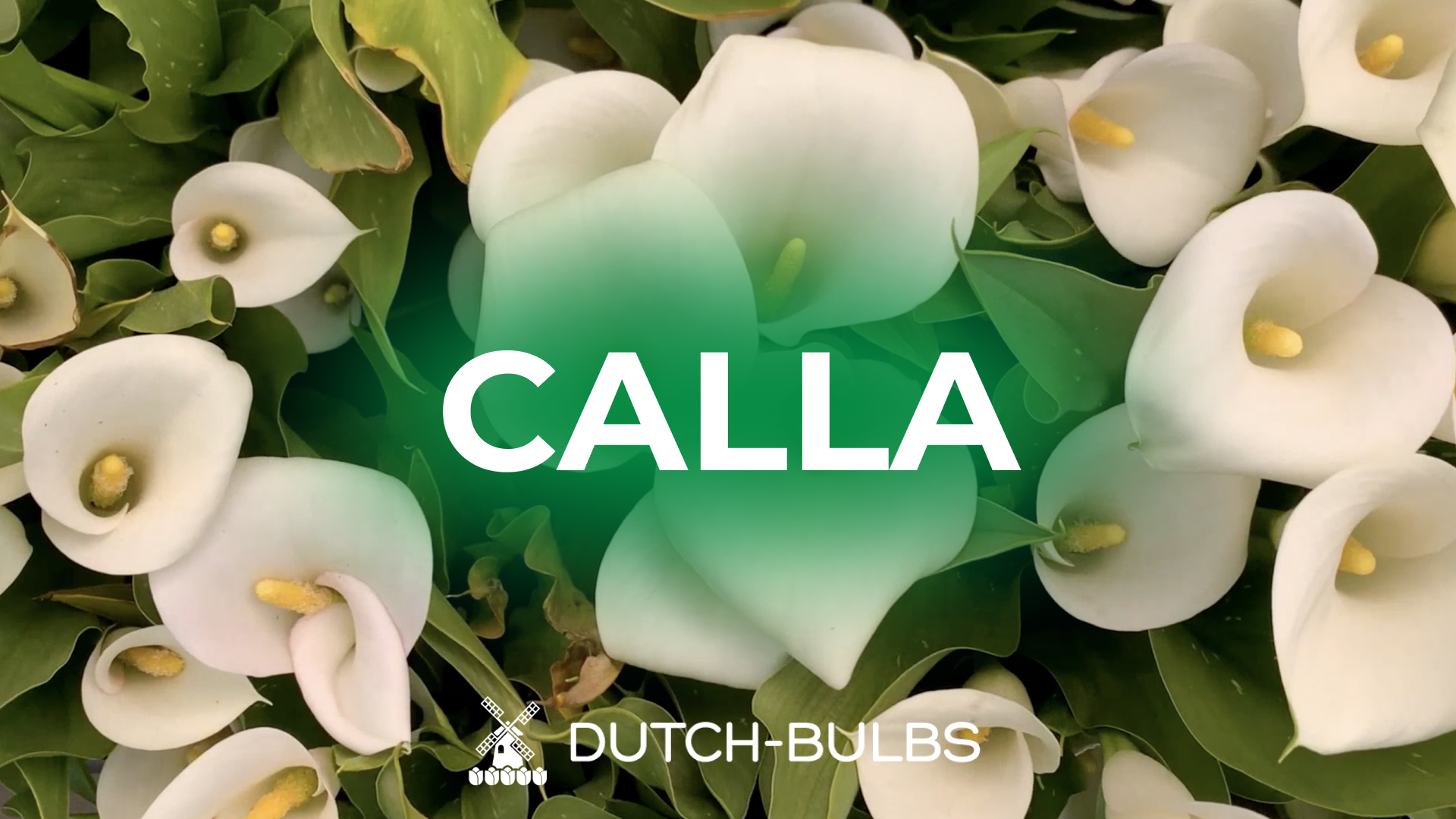 Bulbi Di Zantedeschia (Calla) Sunset Mix – 3 Pezzi | Rizomi 14/16 Cm, Fioritura Garantita, Da Produttori Olandesi