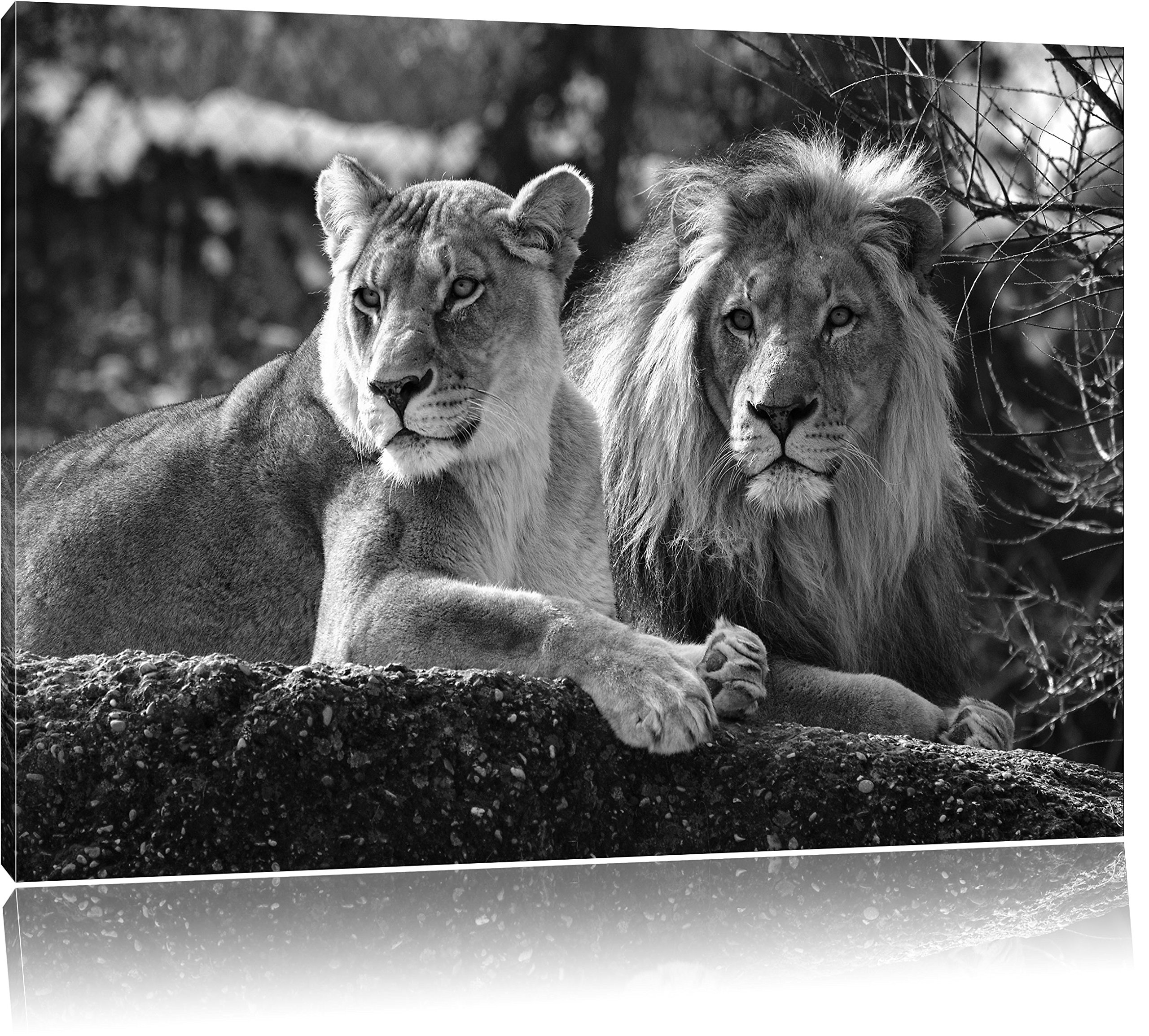 Pixxprint interessiertes Löwenpaar Kunst B&W, Größe: 120x80cm, Leinwandbild, fertig gespannt, Wandbild, Dekoration, Kunstdruck, kein Poster