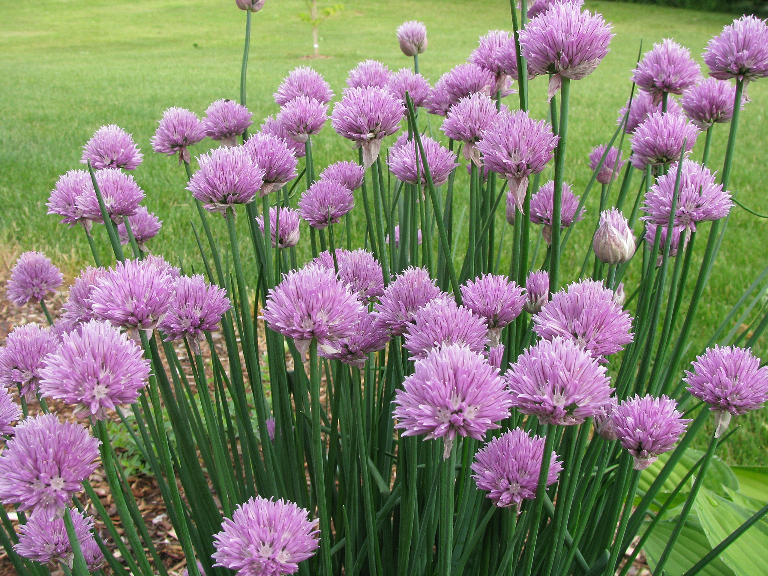 Garden Chives, 50 Seeds by Seedscare (B01DR0QMYW) Amazon Price History, Amazon Price Tracker