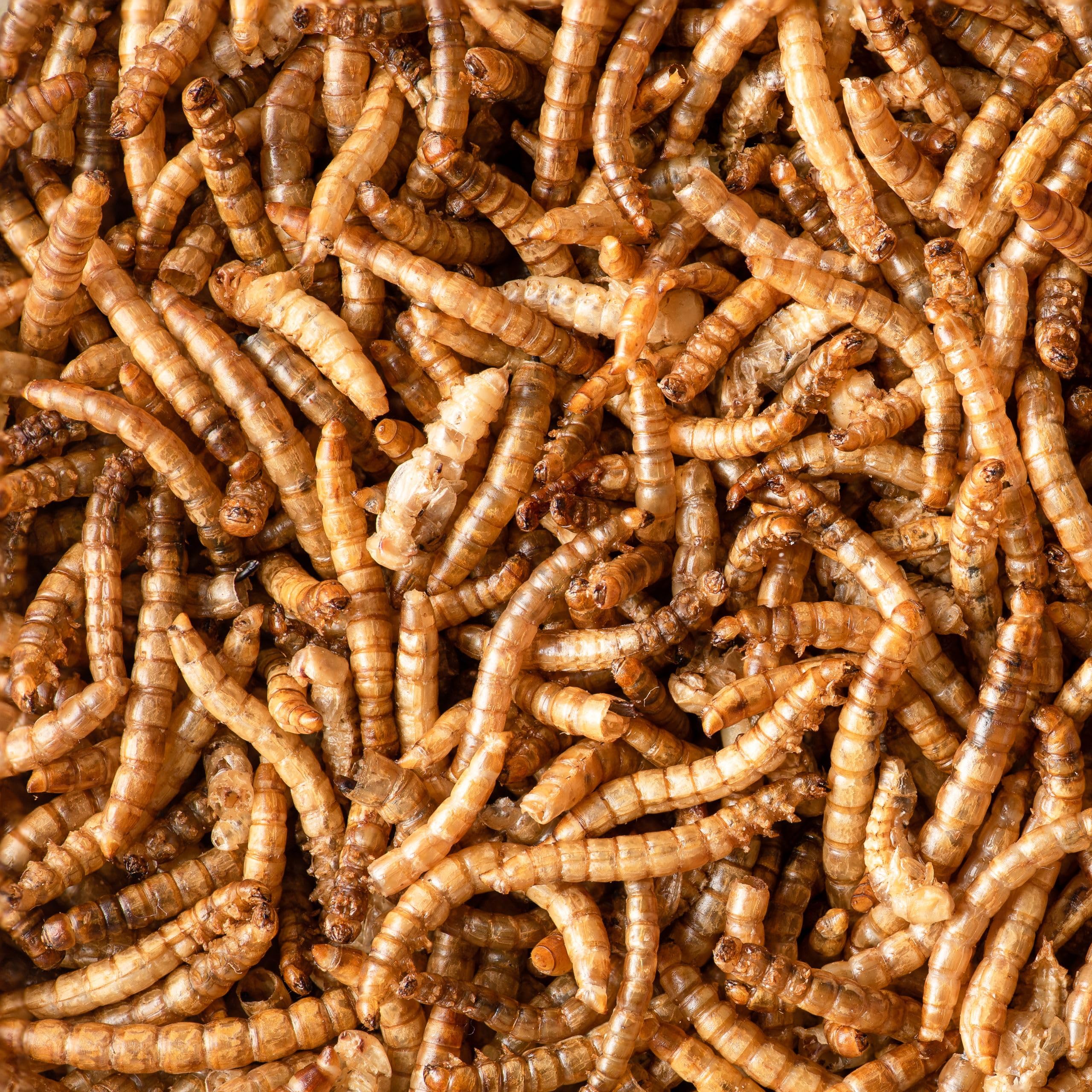 Dehydrierte Mehlwürmer, 10 l, Dehydriert – Würmer für Vögel, Reptilien und Nagetiere – Futter für Schildkröten und alle Arten von Tieren – Insekten für Hühner + 50 % Protein