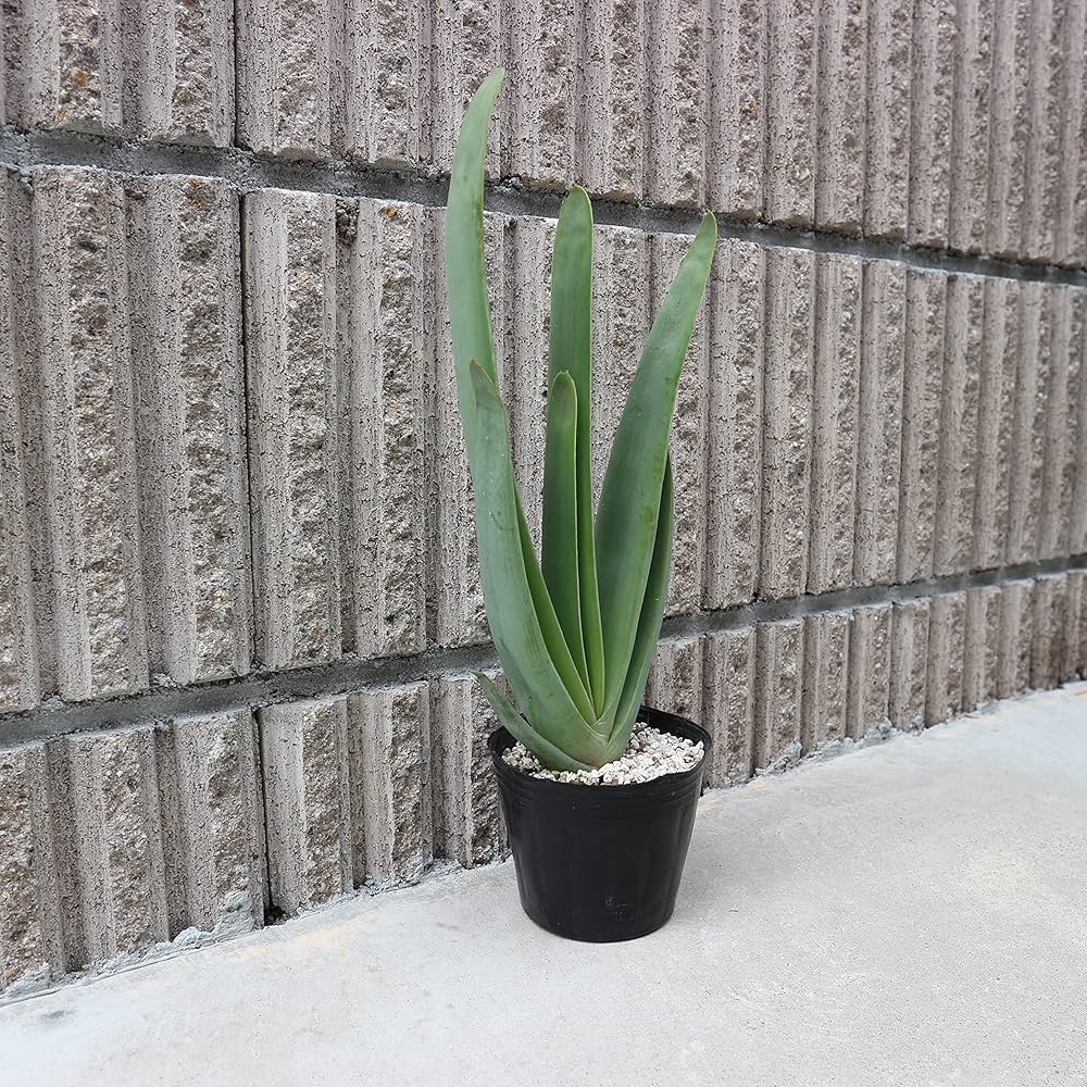 Amazon.co.jp: アロエ・プリカティリス(クマラ・プリカティリス