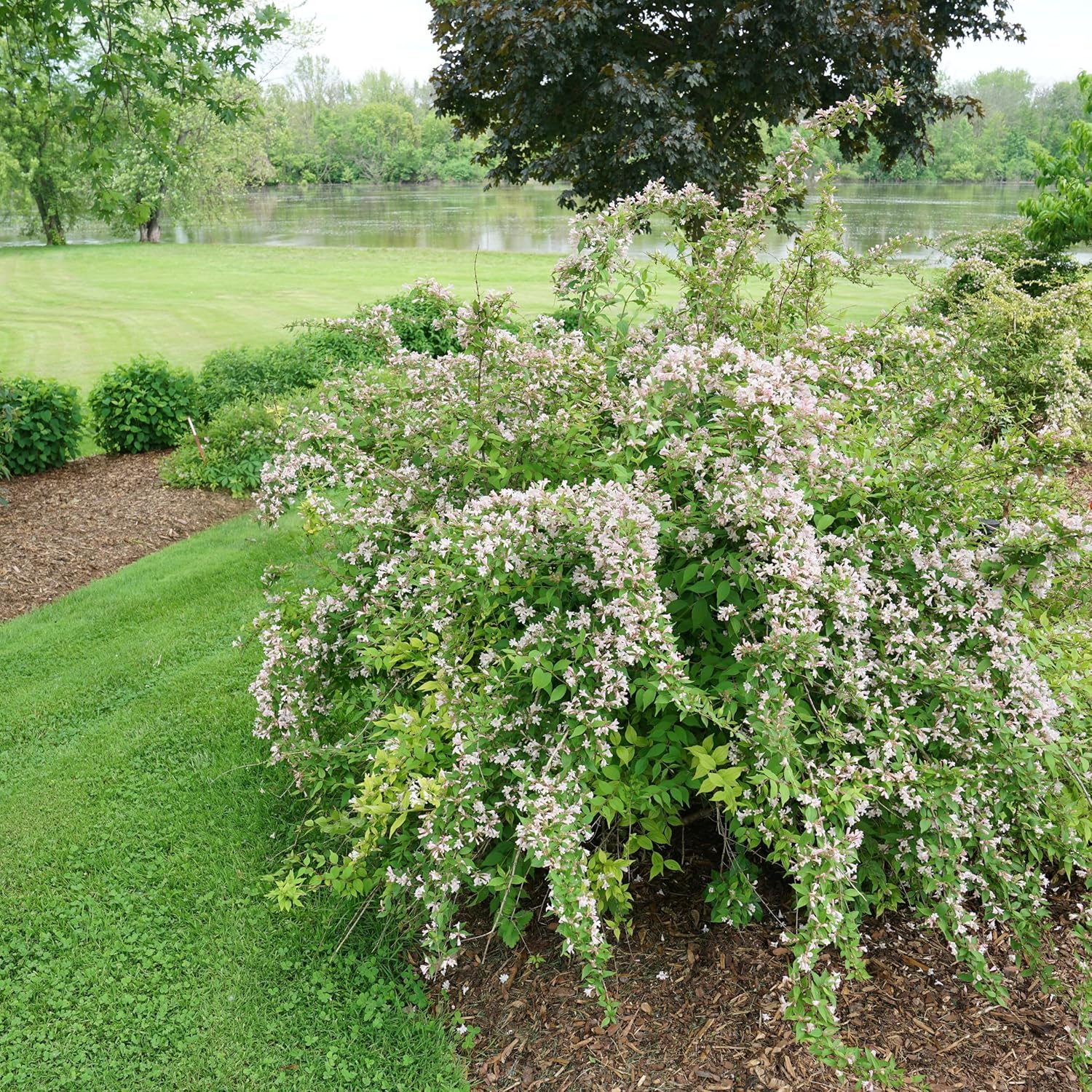 Proven Winners Jolene Jolene Beautybush (Kolkwitzia amabalis) Live Plant, 4.5" Qt, 4 Pack