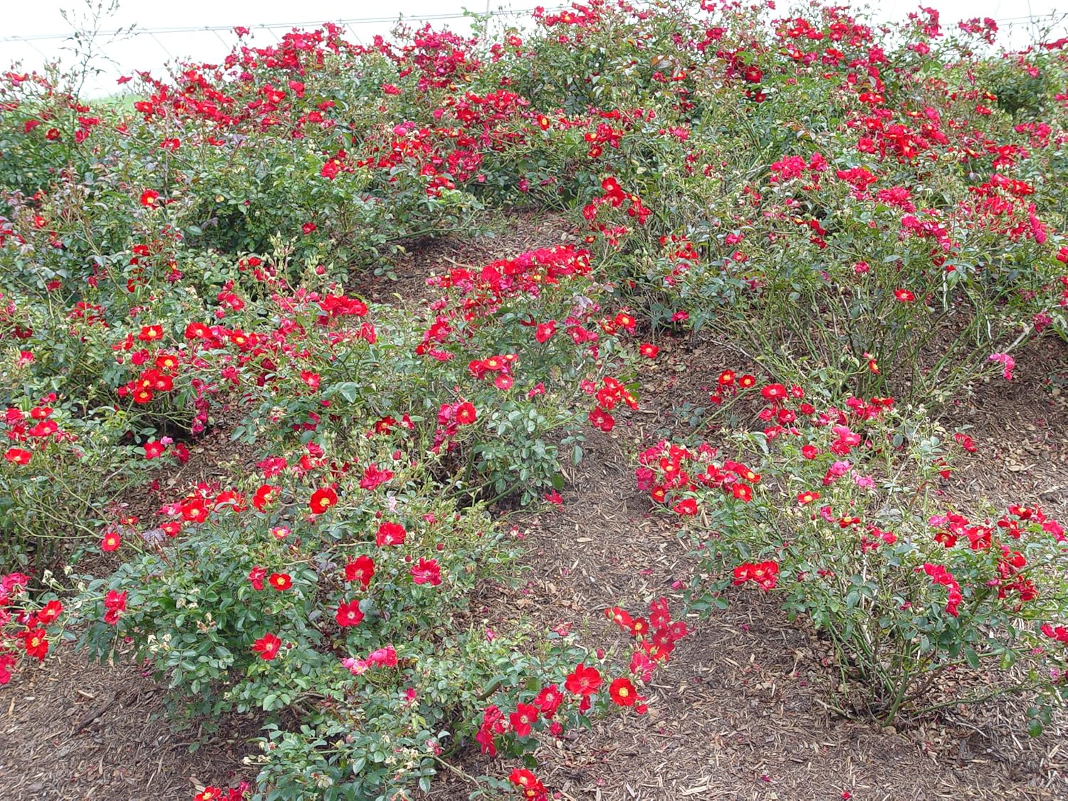 Live Plant from Green Promise Farms Flower Carpet Roses ROSA `FLOWER CARPET RED` Red Flower Shrub #2 Size Container Red