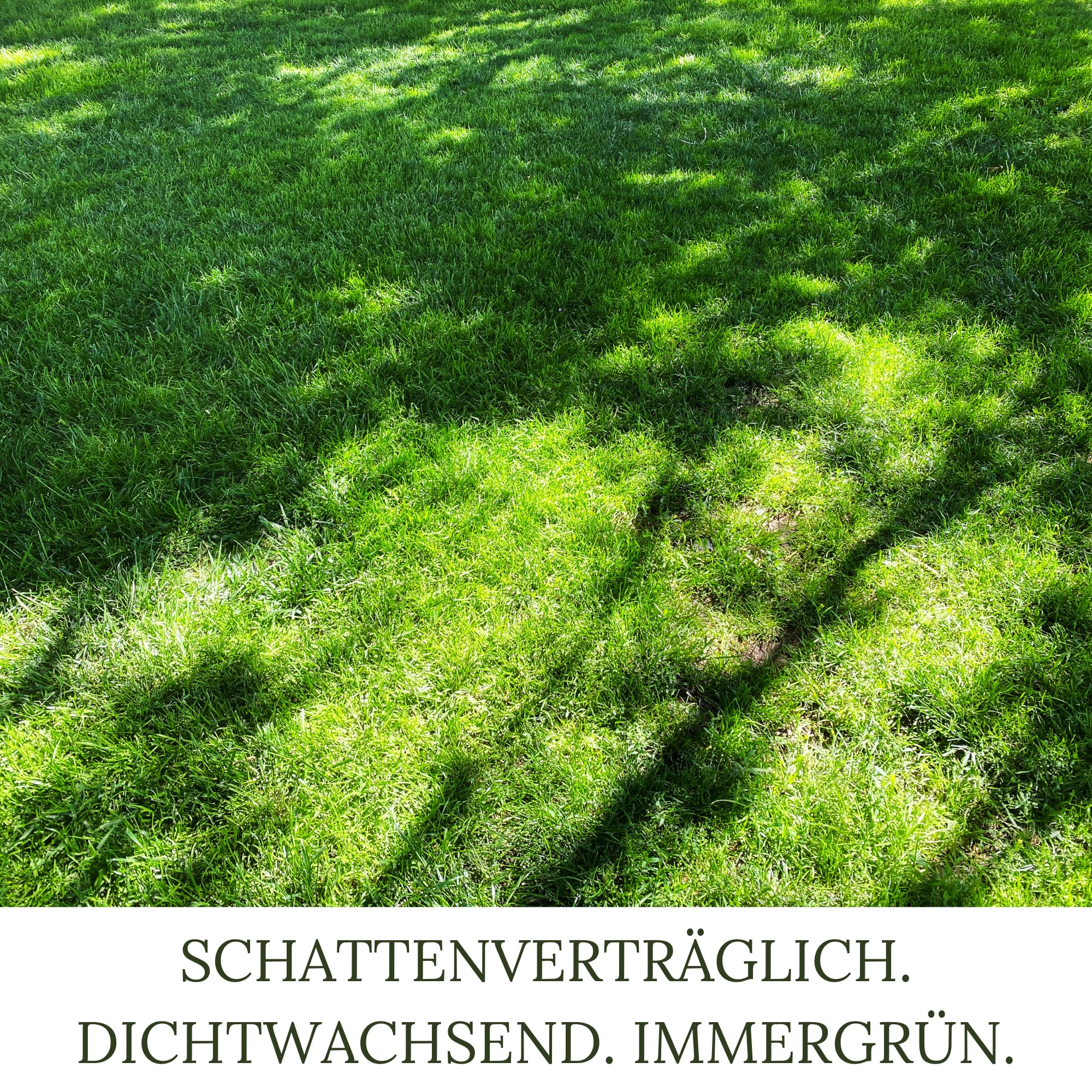 HEGA Classic Green Rasensaat Schattenrasen Rasensaat 2 x 10kg | Grassamen | Rasensamen | Premium Rasensaat | Rasensaat Schattenrasen | Rasensaatgut | Rasensaat schattig | schattige Standorte