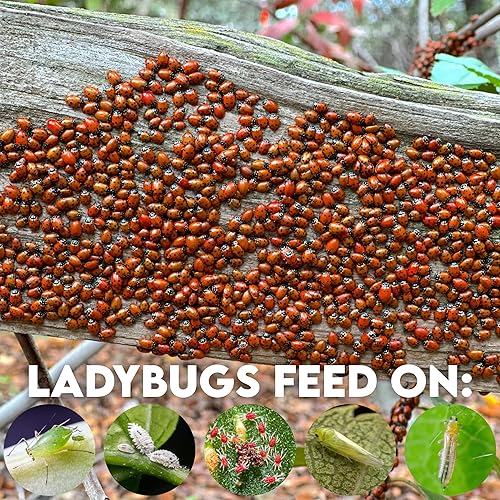 Miniatura 6 de 1500 Mariquitas vivas prealimentadas para el control de pulgones  Hippodamia Convergens  Entrega en vivo garantizada