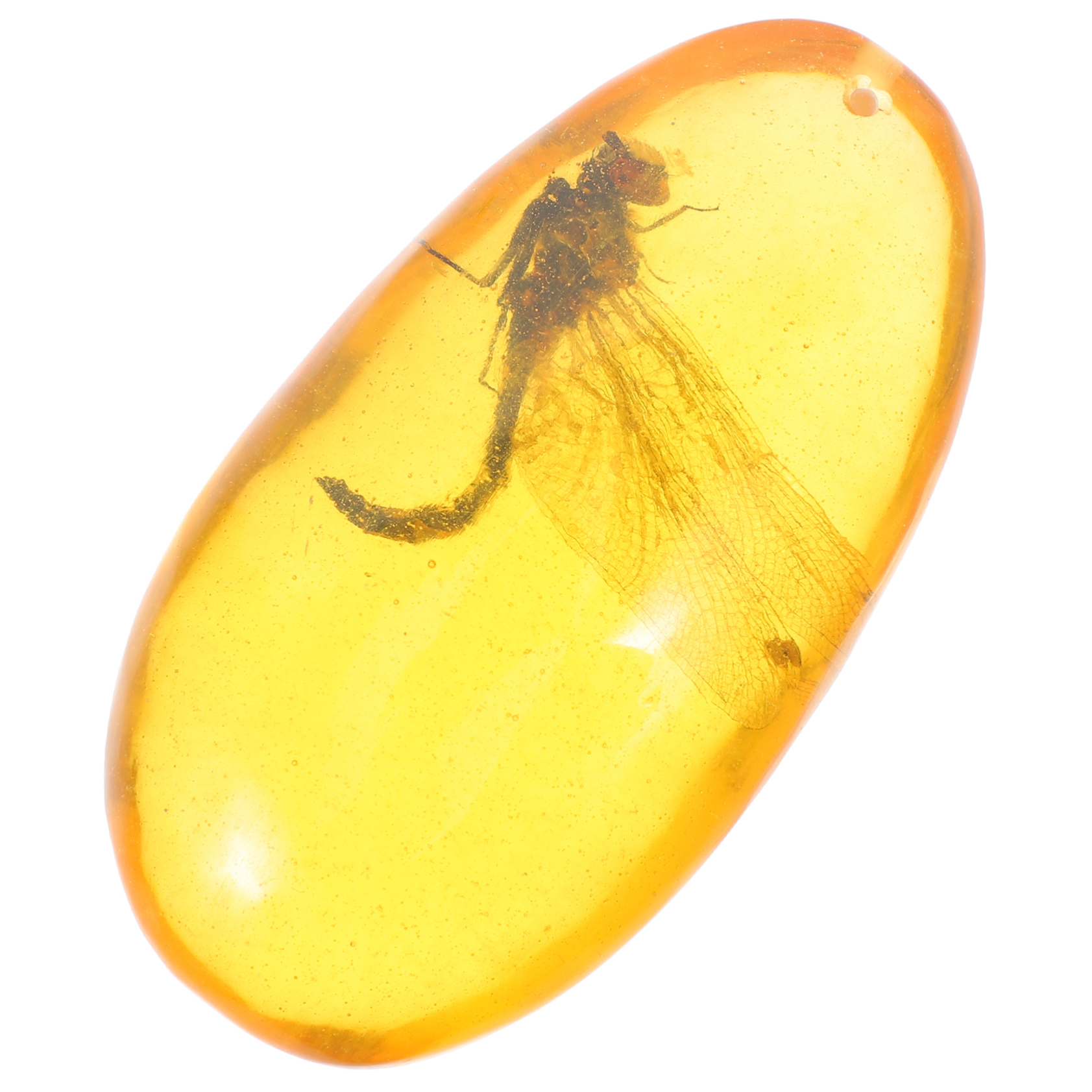 昆虫 標本化 標本作り | おっちゃんバイク日記～ZX-4RRも盆栽化するのか？