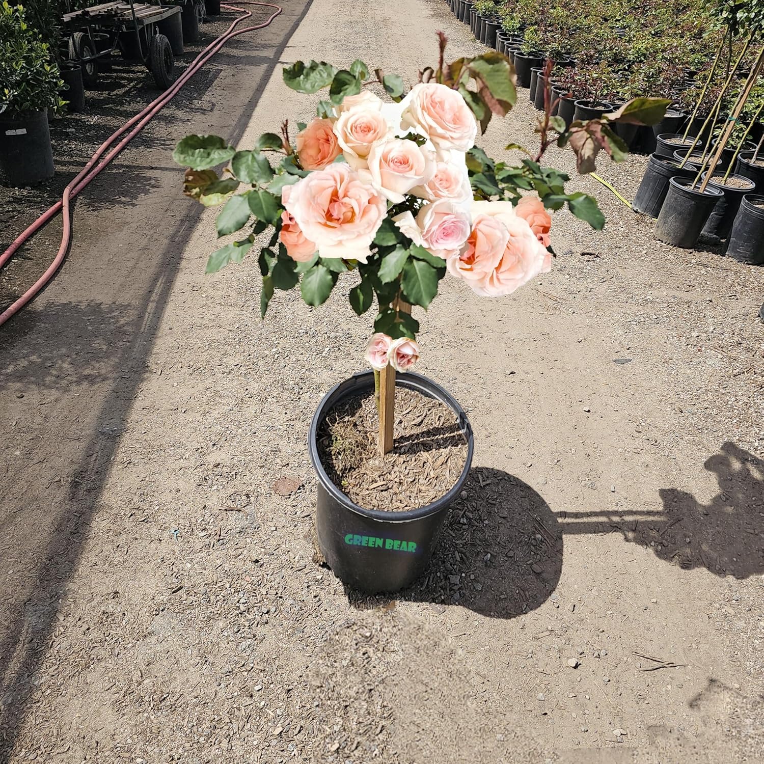 Rose Bush, Live Plant for Planting Outdoors (Francis Meilland® Hybrid Tea Rose/Light Pink, 1 Gallon)