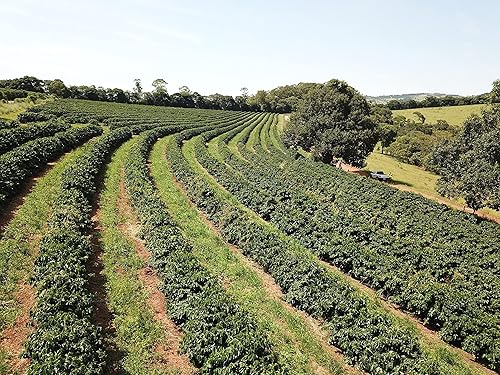 Miniatura 4 de Unleashed Coffee  Café brasileño sin tostar  Comercio directo  Granos de café sin tostar para asar  Arábica sin OMG  Origen único, fresco de granja