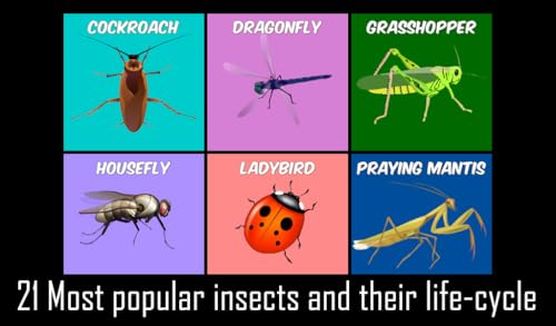 Animals Life Cycle - Insects and Arachnids Free