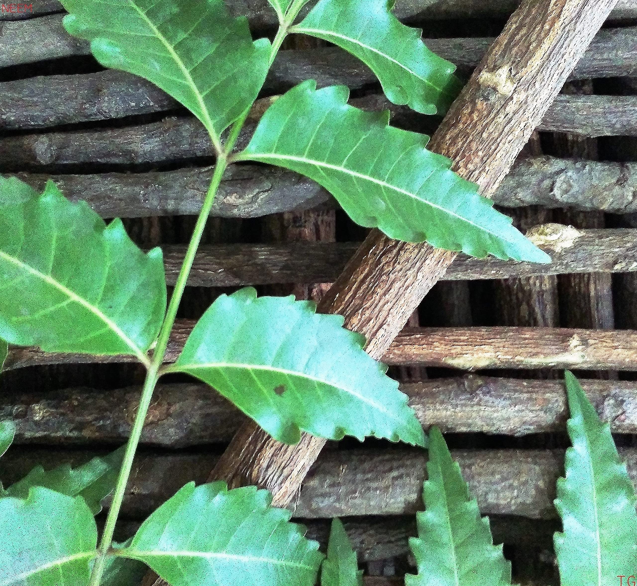 Timosha™ || NEEM – Datun|Datwan|Chew-Stick (दातुन) || 10 pcs.