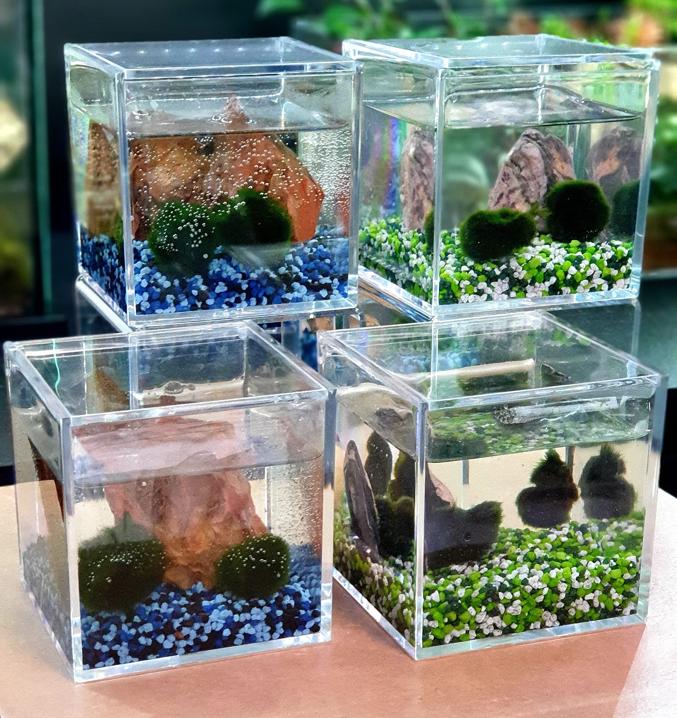 Coppia di Alga Marimo Chladophora Aegagropila in cubo di plexiglass 10x10cm con ghiaino decorativo e roccia