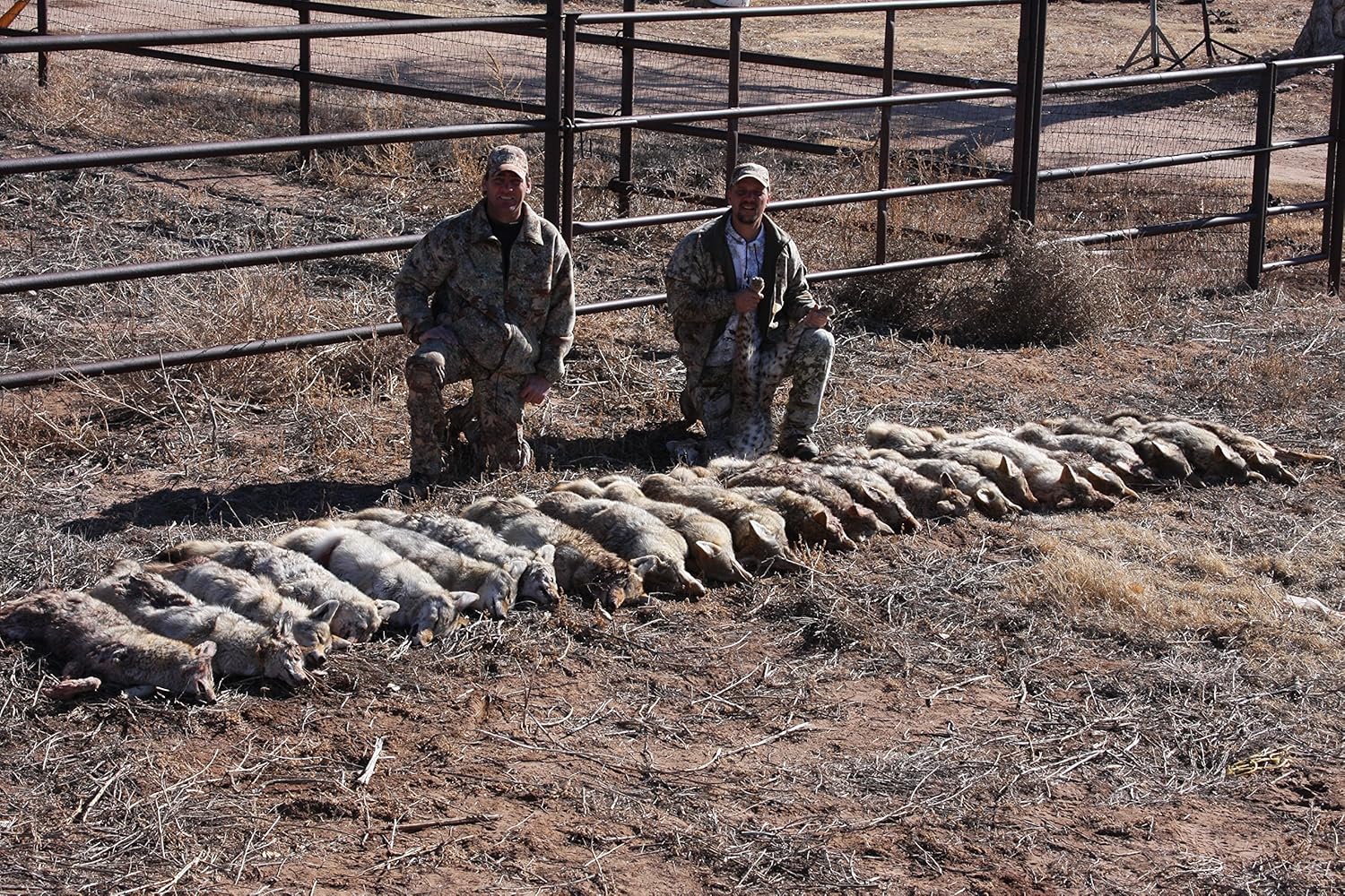 Predator Quest - Ruffidawg Junior - Les Johnson - Predator Call - Coyote Hunting : Coyote Calls And Lures : Sports & Outdoors