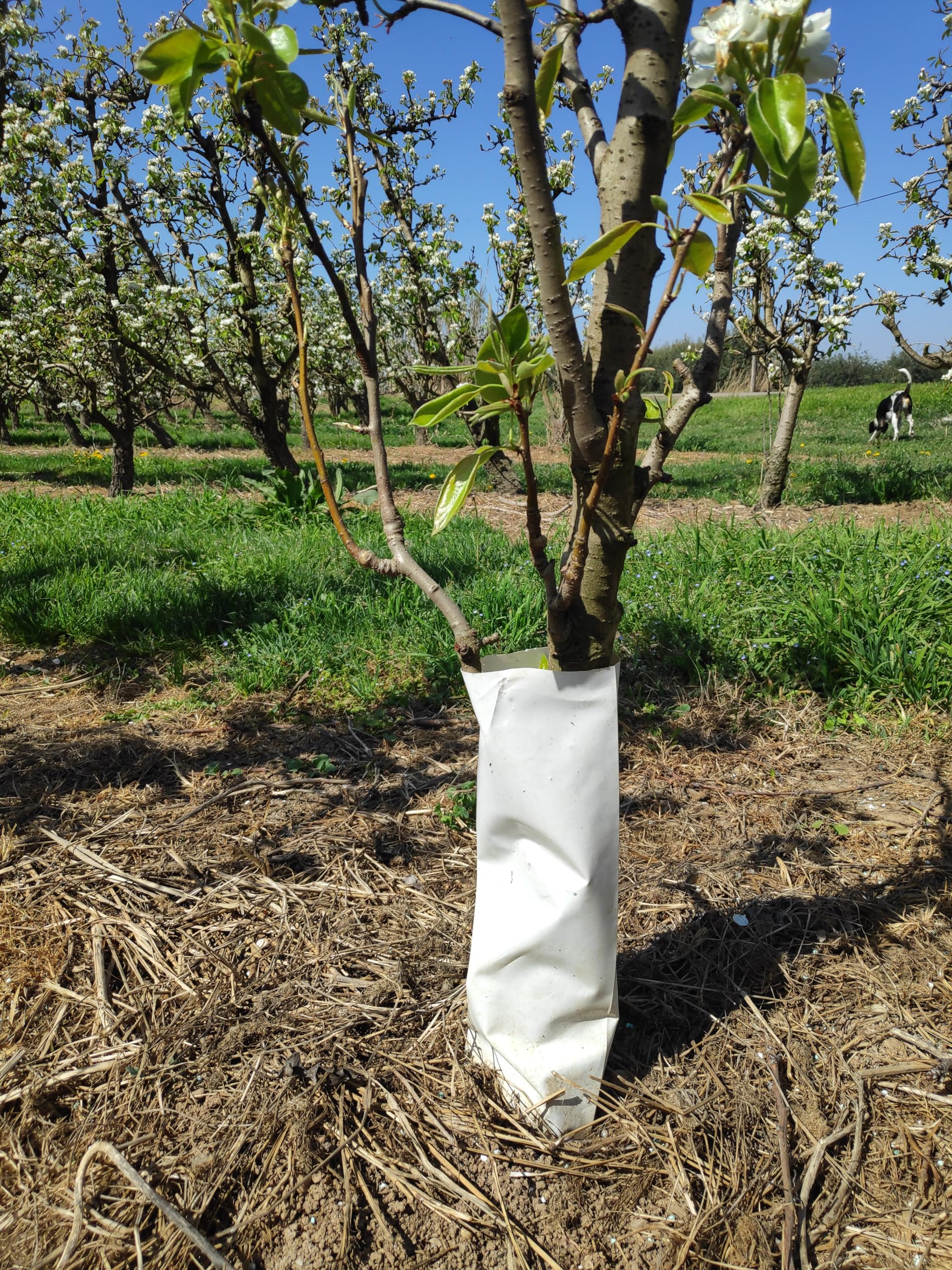 Tubo Flexible de Plástico Protector de Roedores para Troncos de Árboles | Alto: 45cm | Pack 100 Unidades | Protege Plantones | Anti UV | Exterior Cultivo de Campo y Huerto | Blanco
