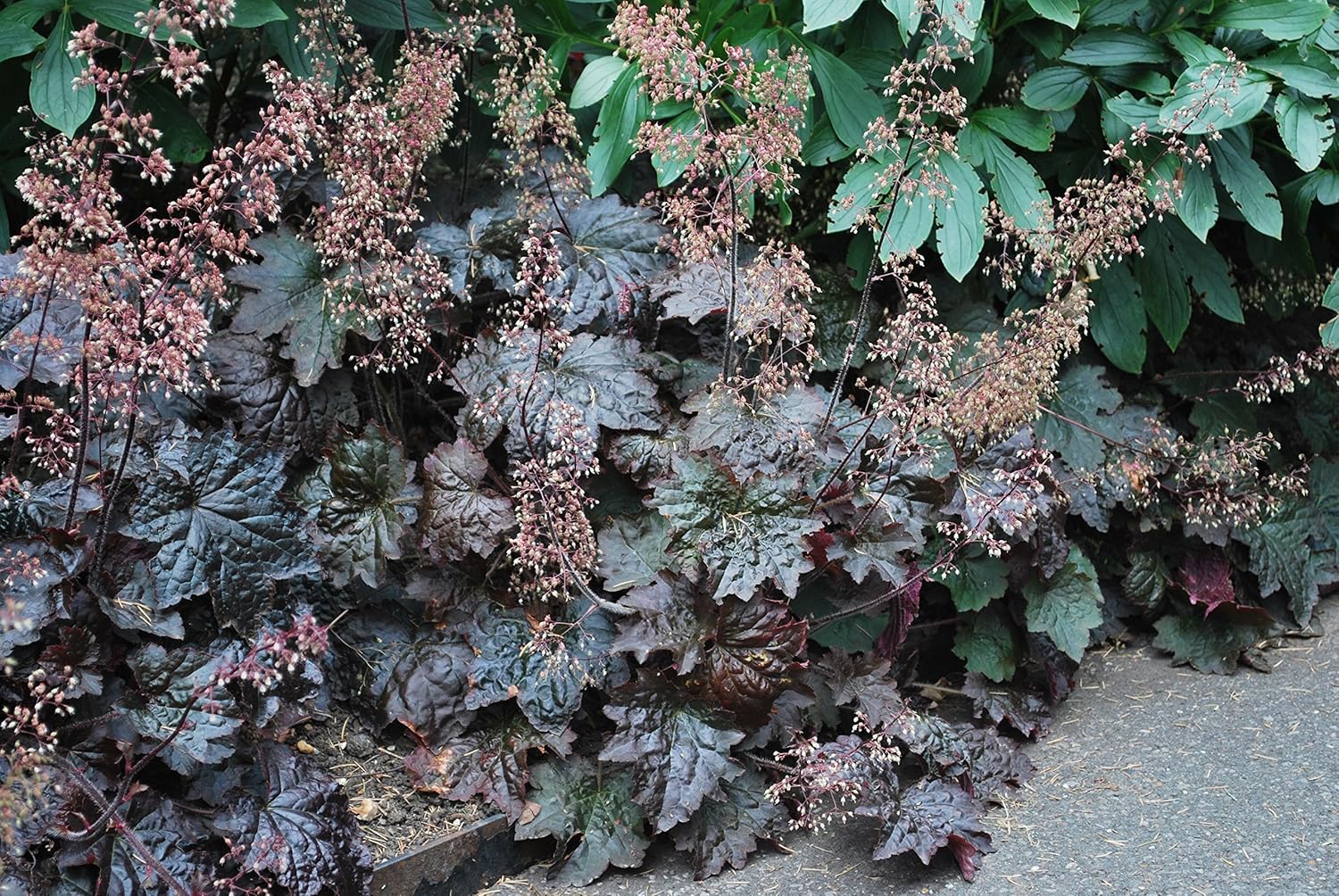 Perennial Farm Marketplace Heuchera m. 'Palace Purple' (Coral Bells) Perennial, Size-#1 Container, Purplish Bronze Foliage