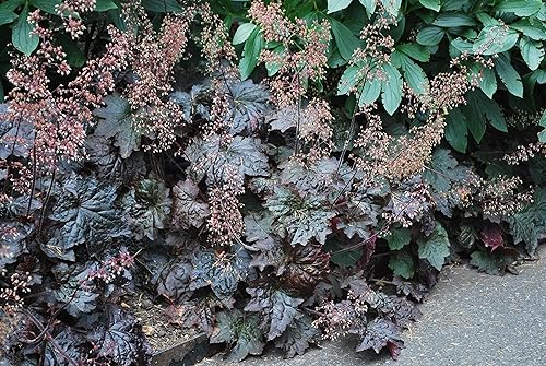 Miniatura 1 de Perennial Farm Marketplace Heuchera m. 'Palace Purple' (Coral Bells) Perenne, tamaño # 1 contenedor, follaje de bronce púrpura