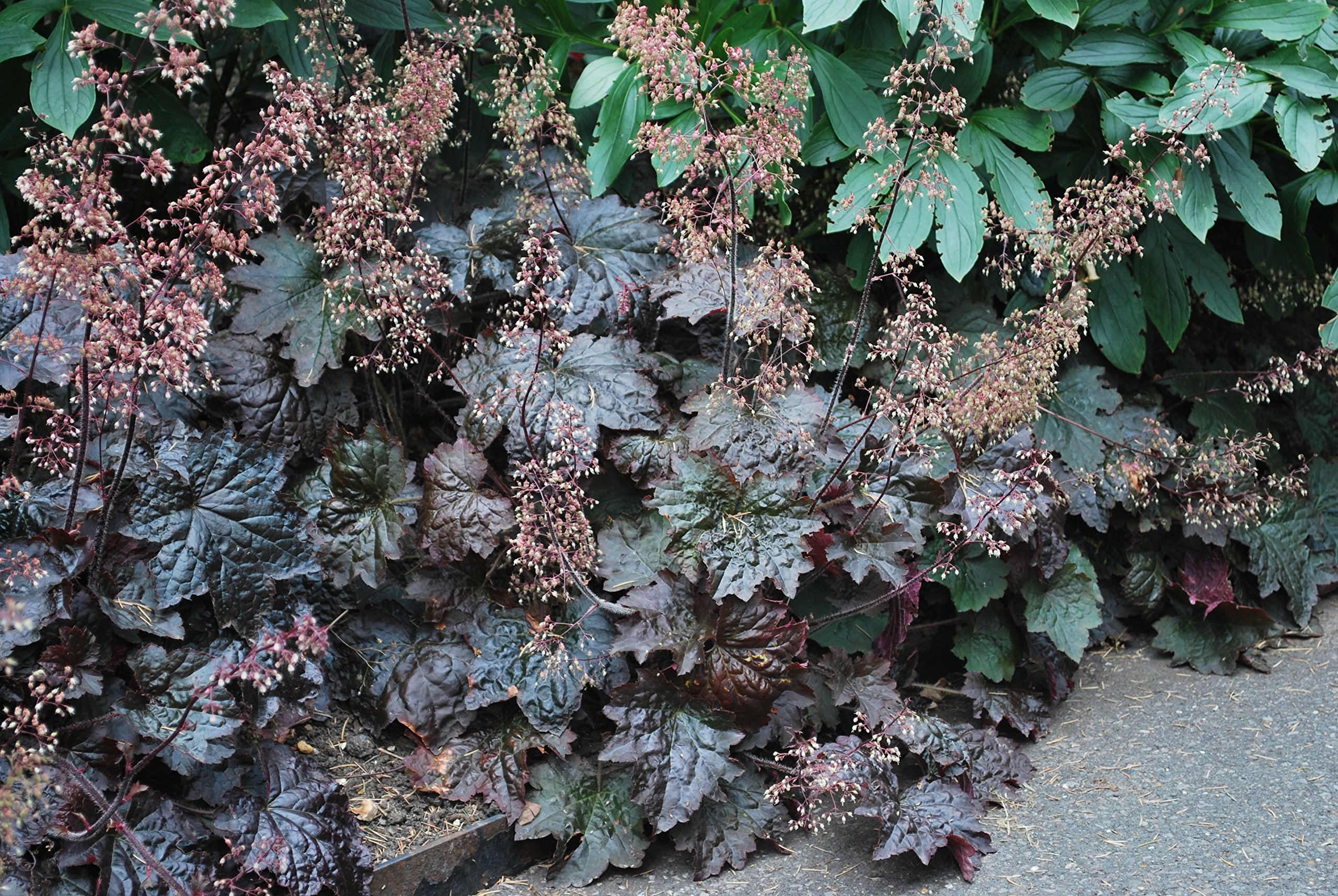 Heuchera m. Palace Purple Perennial Farm Marketplace