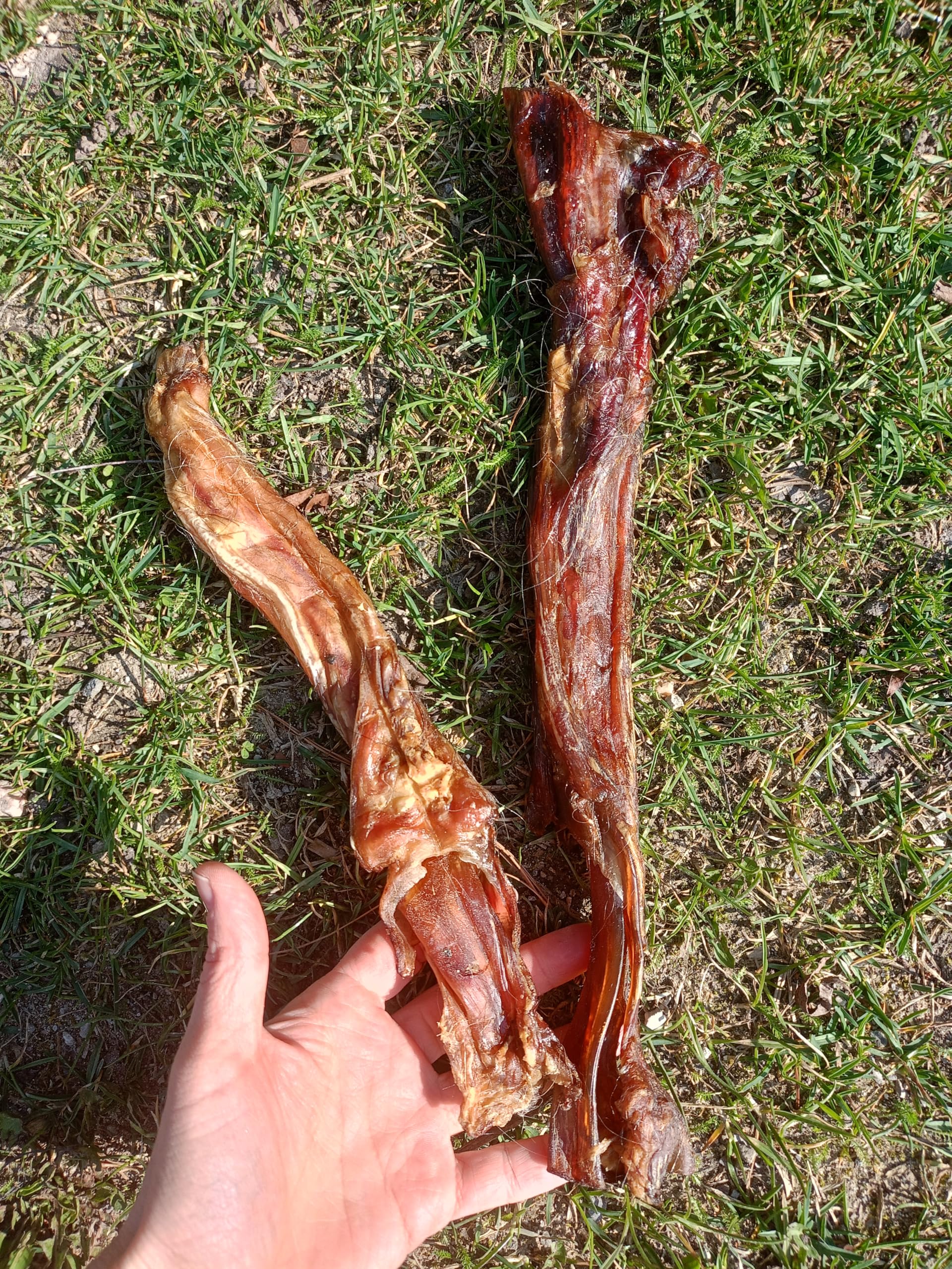 Premium Tenons de bœuf séchés pour chien 1 kg Tendons d'Achille de bœuf Friandise naturelle pour chien