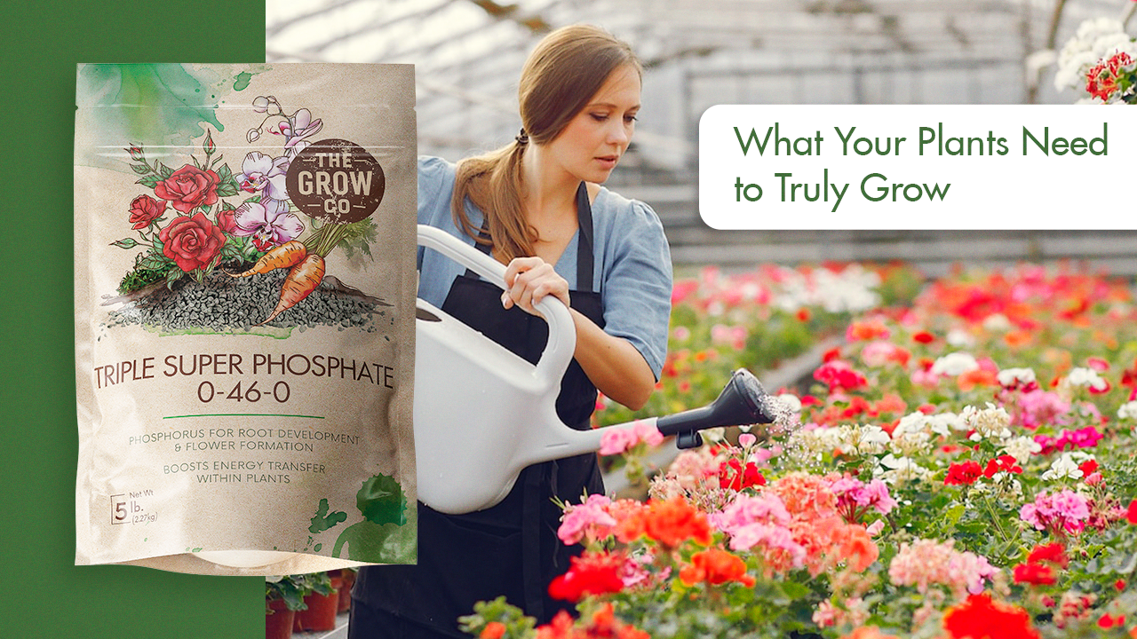Sta-Green Triple Superphosphate 4-lb 100-sq ft 0-45-0 Natural All-purpose Fertilizer 12553-6 at