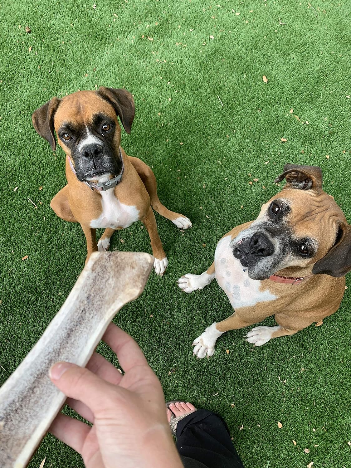 Perfect Pet Chews - Split Elk Antler Dog Chew - Grade A, All Natural, Organic, and Long Lasting Treats - Made from Naturally Shed Antlers in The USA (E. Large - Dog Weight 20-30 Lbs, 2 - Pack)