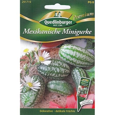 Mexikanische Minigurke