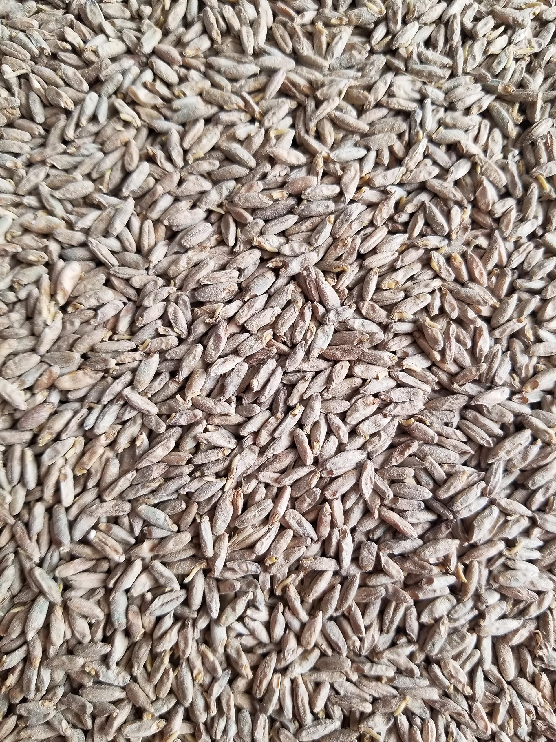 Haus Malts Malted Rye 10lb Bag