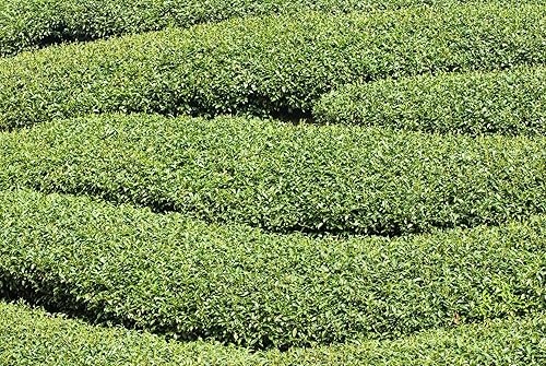 Semillas de árbol de té para plantar, 6 semillas de hierbas Camellia Sinensis, fabricadas en Estados Unidos, se envía desde Iowa. Tea Tree
