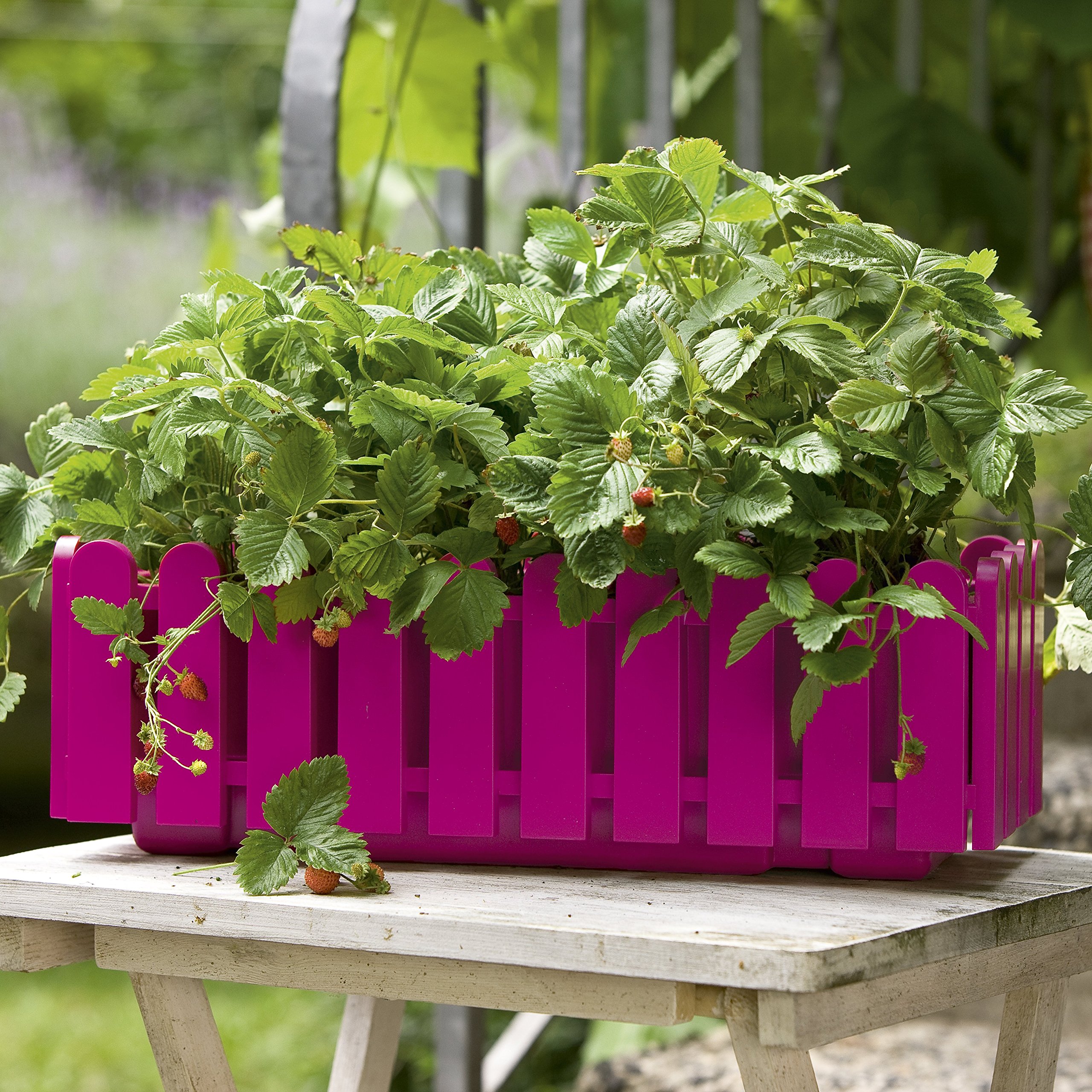 EMSA 506418 Blumenkasten LANDHAUS, UV-bestndig, frostfest, Made in  Germany, Pink, 47 x 20 x 16 cm : Amazon.de: Garten