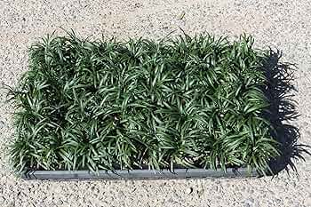 A1DrIosMRNL._AC_UF350,