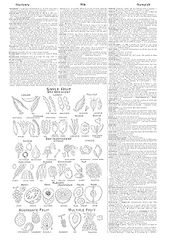 Amazon | Webster's Third New International Dictionary: Since