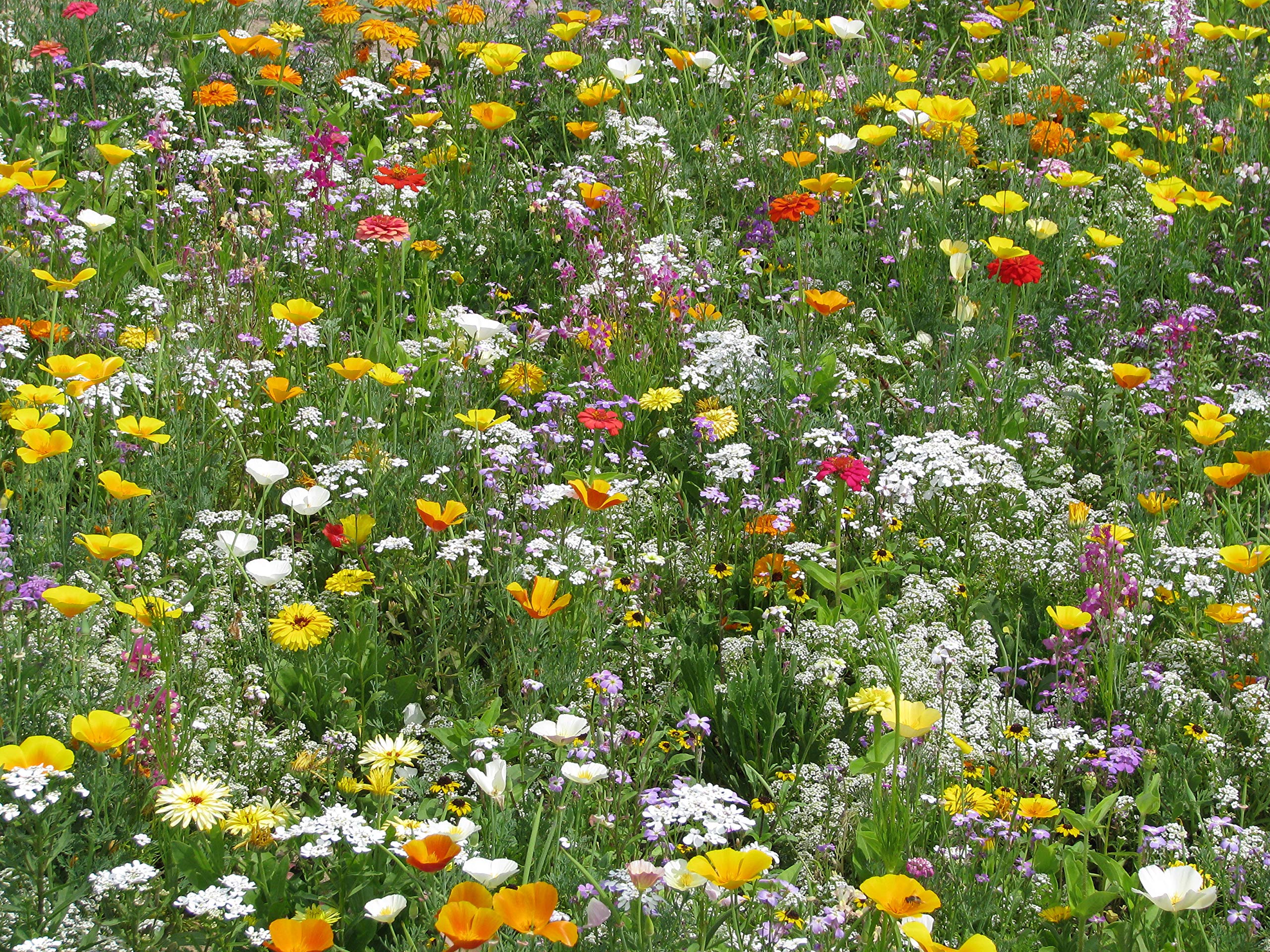 Blumenwiese Vielfarbiger Mini-Teppich Z901 (250 g)