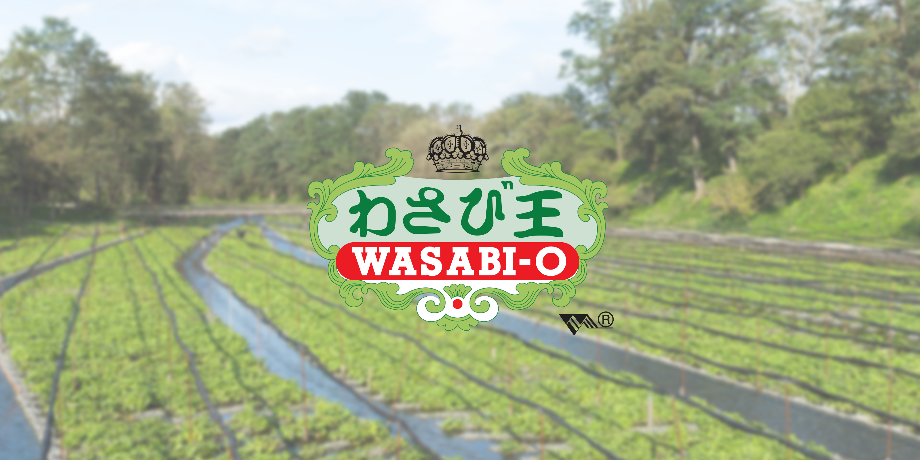Wasabi-O Real Wasabi Powder - Japanese Fresh Wasabi India