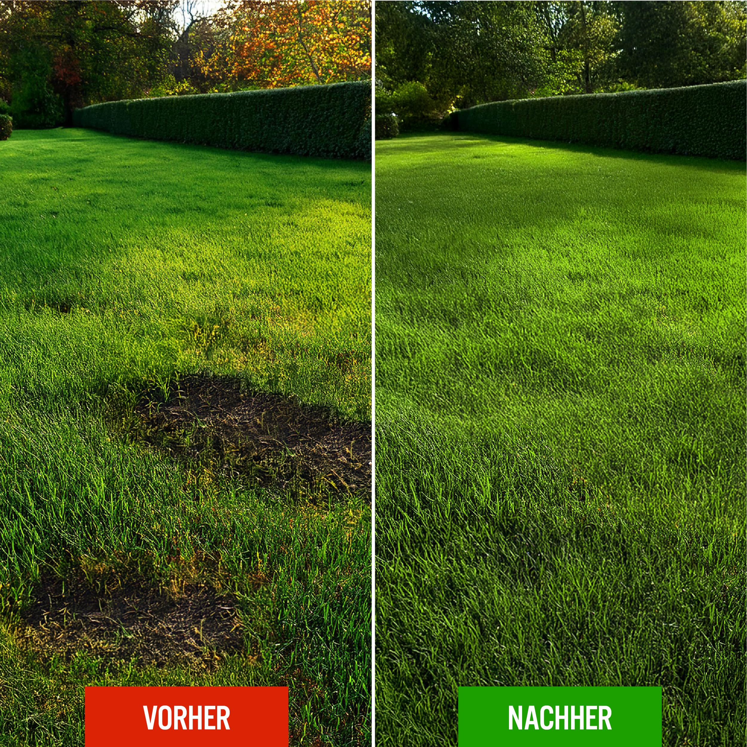 30kg Rasensamen schnellkeimend Frühjahr, Grassamen für Neuansaat und Nachsaat, schnell wachsender Rasen, Rasensaat ideal gegen Lücken, ausreichend für ca. 1050-1200m²