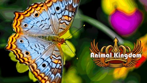 ANIMAL KINGDOM