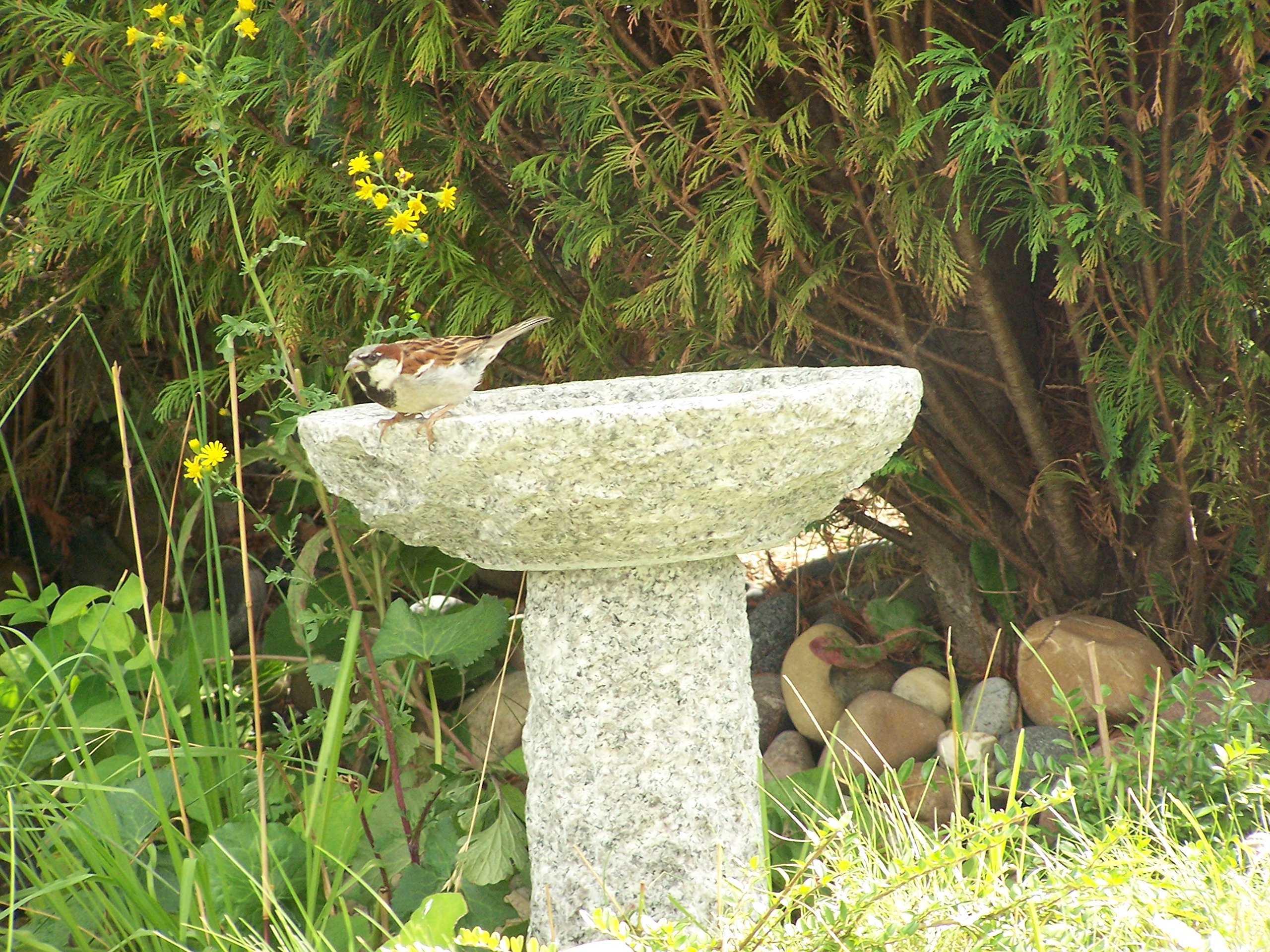 Vogelbad aus Granit mit Fuß (Ohne Steinvogel am Rand sitzend)