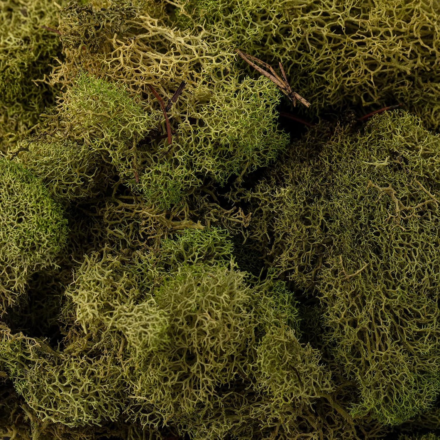Ashland Spring Green Reindeer Moss, 12 Pack