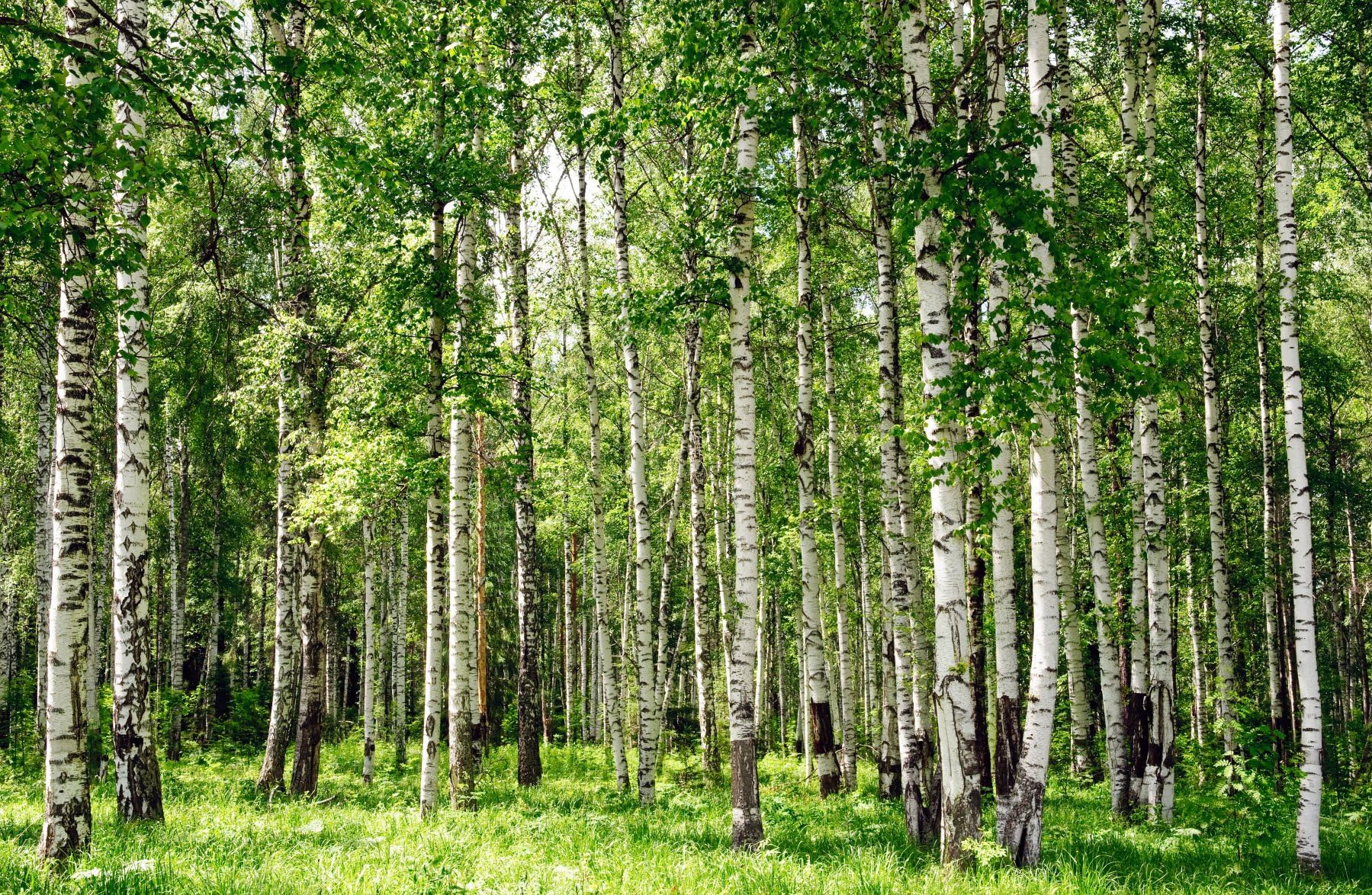 NON-WOVEN Photo Wall Mural (13V) BIRCH FOREST-350x260 cm, 7 Strips each 50x260cm -Wallpaper XXL-Trees Woods Flowers Landscape Nature Dining Living Bedroom Nursery