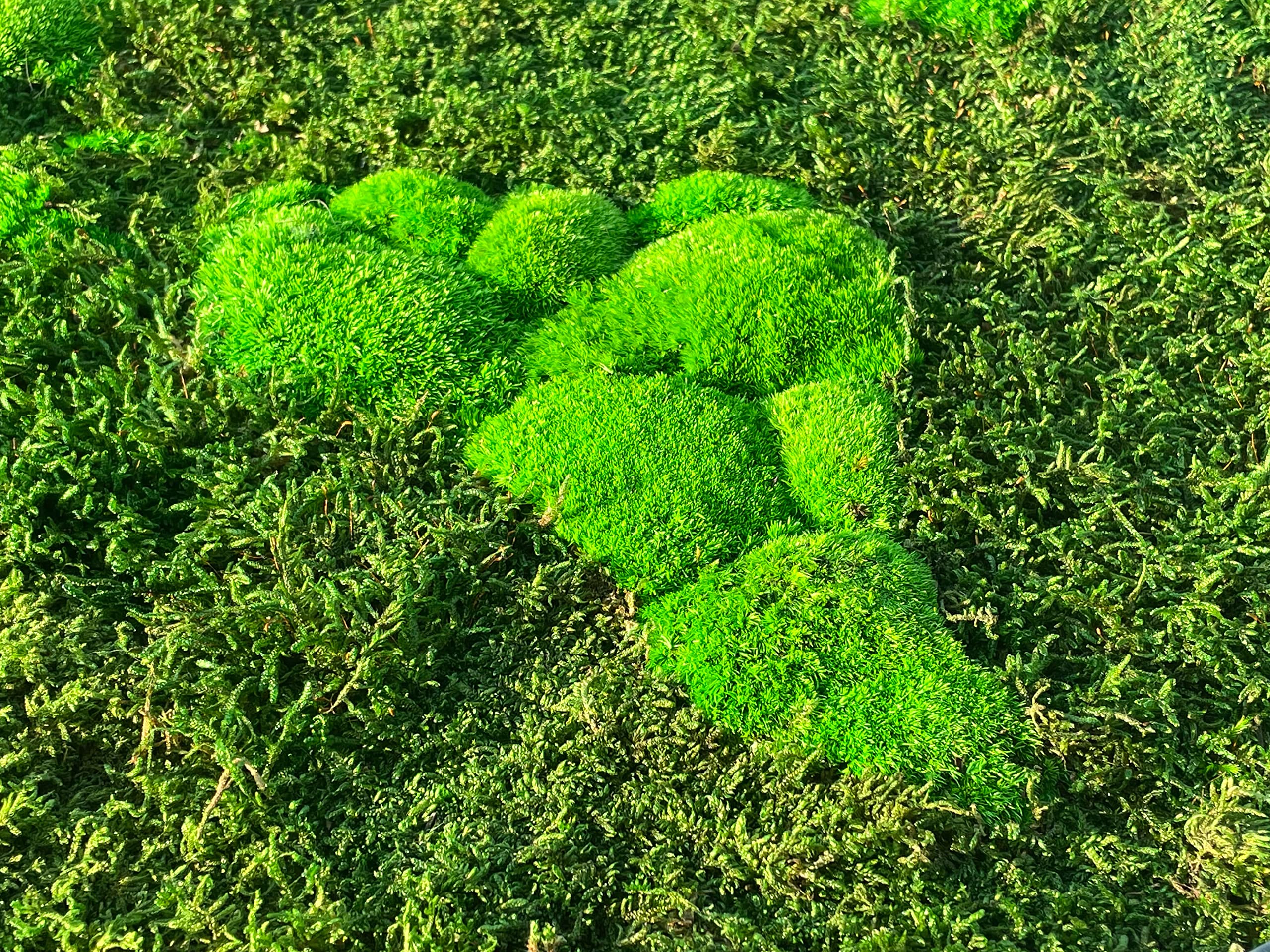Mapa świata mchu (w ramie) - stabilizowany naturalny mech leśny i porosty nordyckie - grafika ścienna wewnętrzna (112 x 65 cm, zielona - biała drewniana rama)