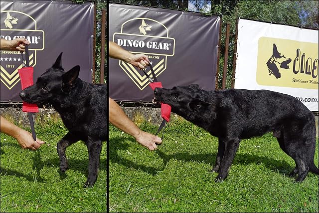 Foto 5 de 8 de Dingo Gear - Remolque de Nailon para Entrenamiento de Perros IGP IPO Schutzhund para búsqueda ciega de presas…