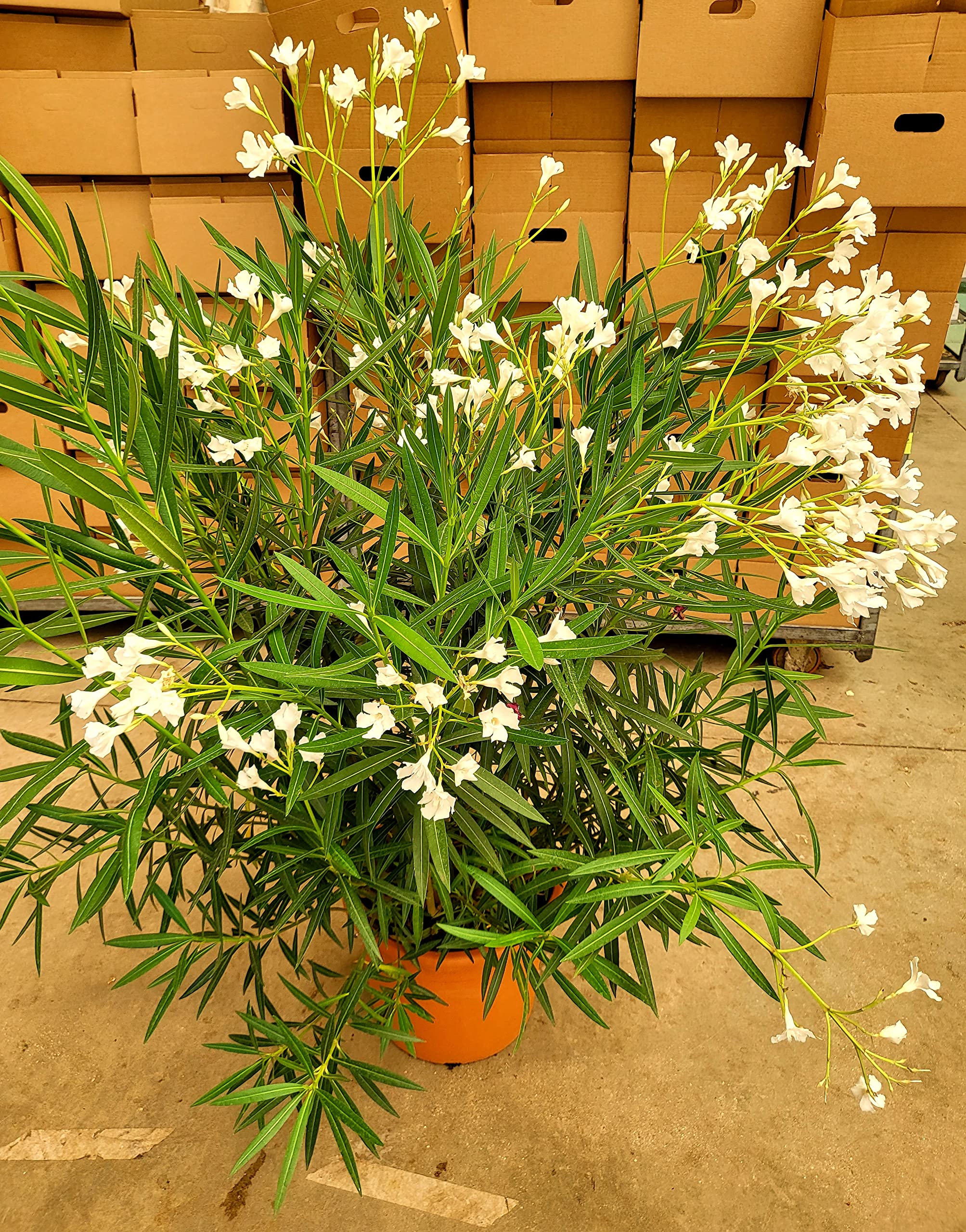 Oleander Pflanze HARRIET NEWDING 70-80cm 3l Weiss Mit Sternzeichnung B-WARE - Foto 6