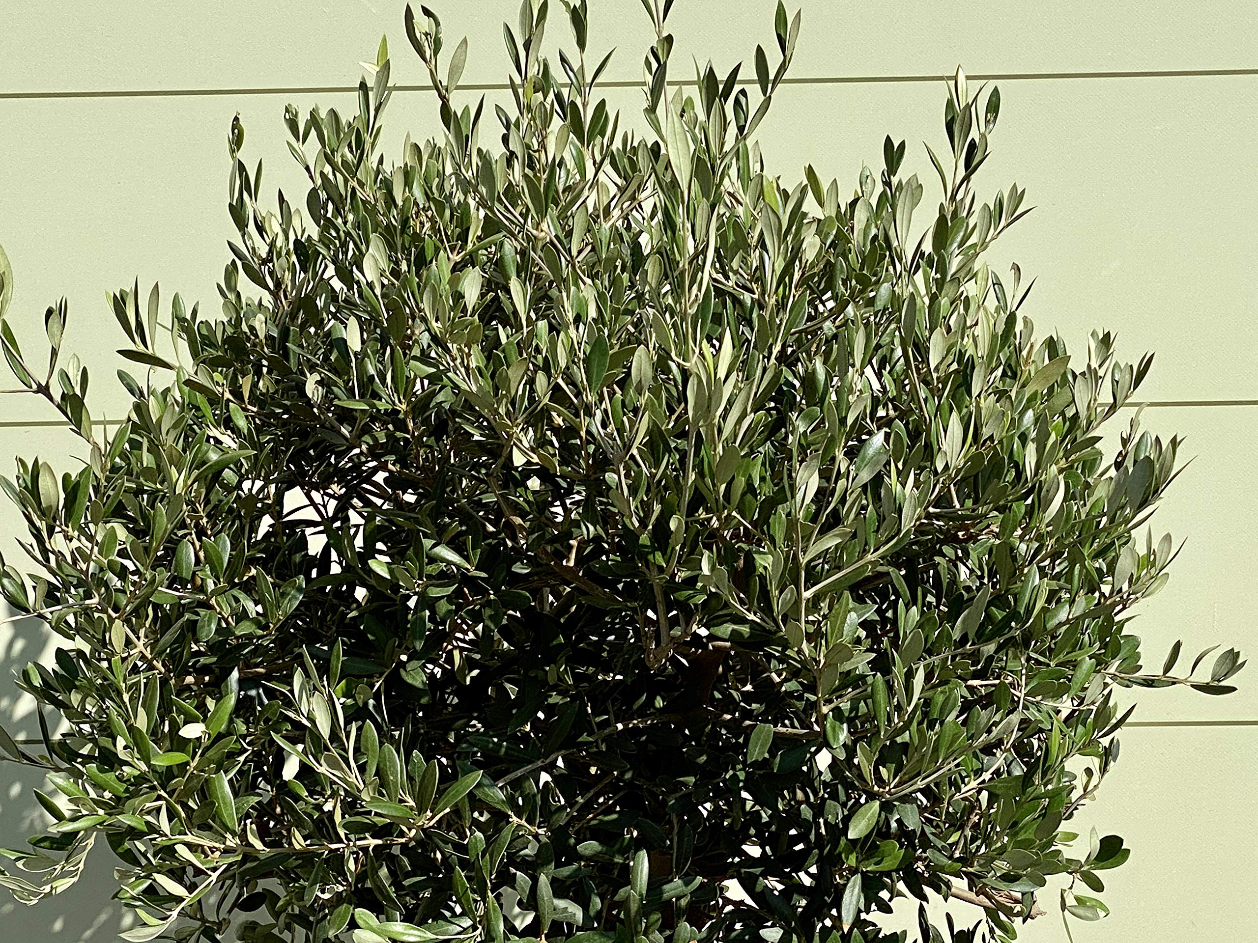 Tropictrees - OLEA EUROPEA - OLIVENBAUM KUGEL MIT GLATTER STAMM,  STAMMUNFANG 20-30 CM : Amazon.de: Garten