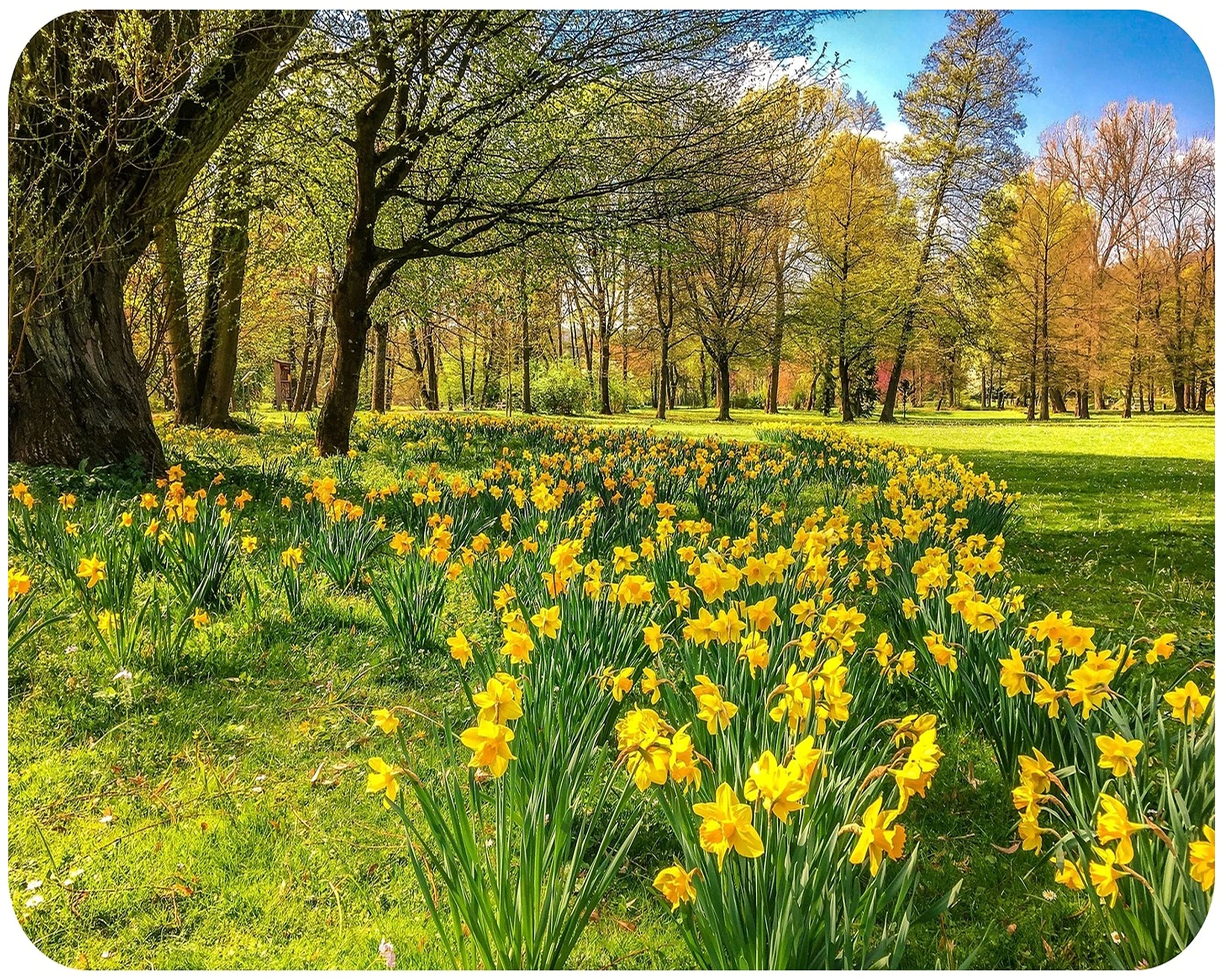 Springtime Daffodils - Glass Worktop Saver/Protector | Kitchen Cutting Board - by Pearl Glass (Scenic, 50 x 40cm Large) — image 1