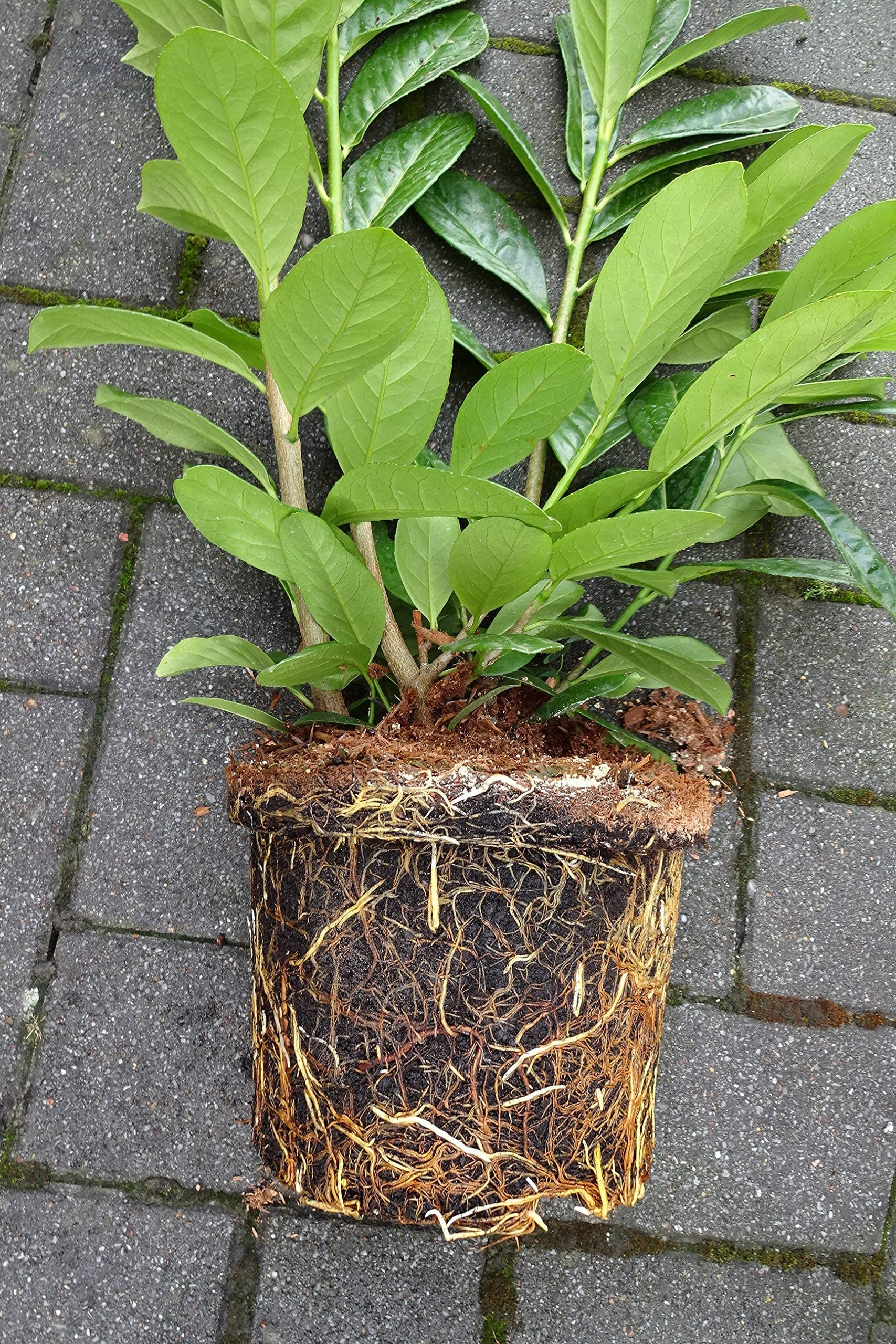 15st. Kirschlorbeer Rotundifolia im Topf 60-100cm XXL Pflanzen Prunus laurocerasus Lorbeer schnellwachsend Heckenpflanzen Kirschlorbeerhecke immergrün Premium Qualität vom Gärtner
